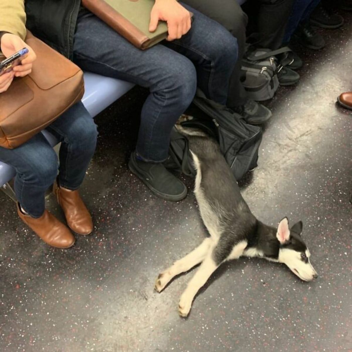 black and brown puppy laying on the floor of public transport with its back legs inside a black bag on the floor