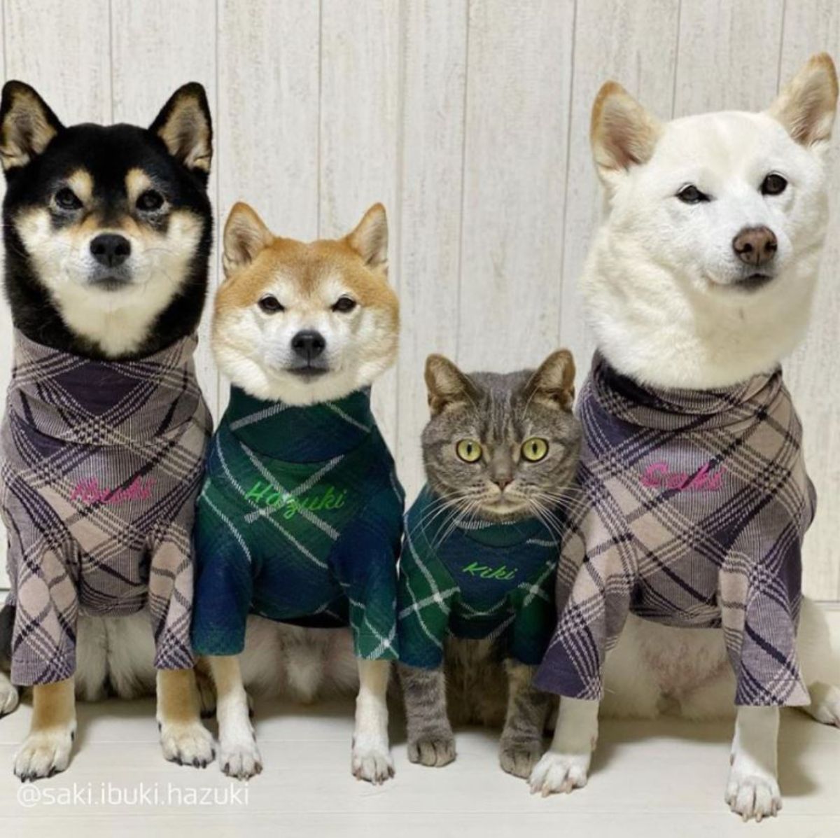 black and brown shiba inus grey tabby and white shiba inu dressed in sweaters
