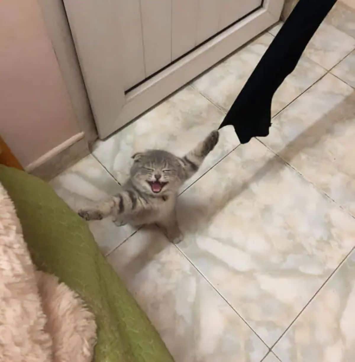 black and grey kitten standing upright with its claws stuck on either side