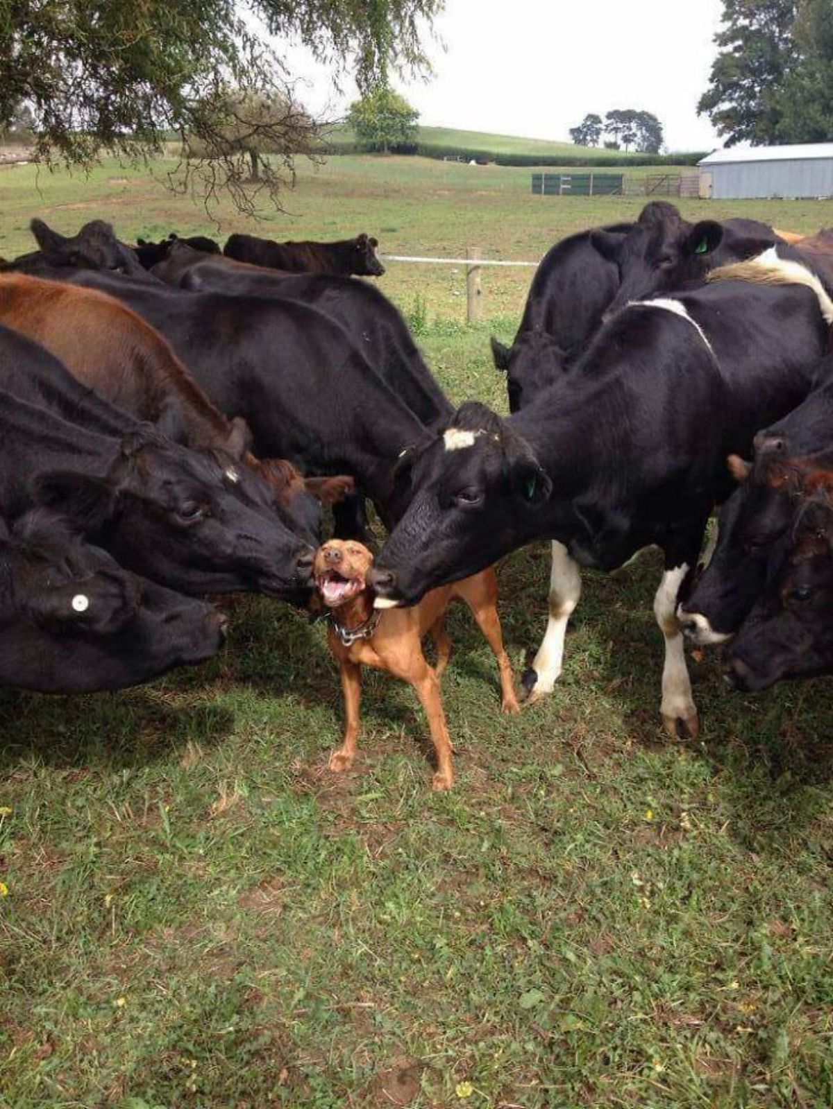black and white and brown cows standing in a field nuzzling a brown dog standing in the middle