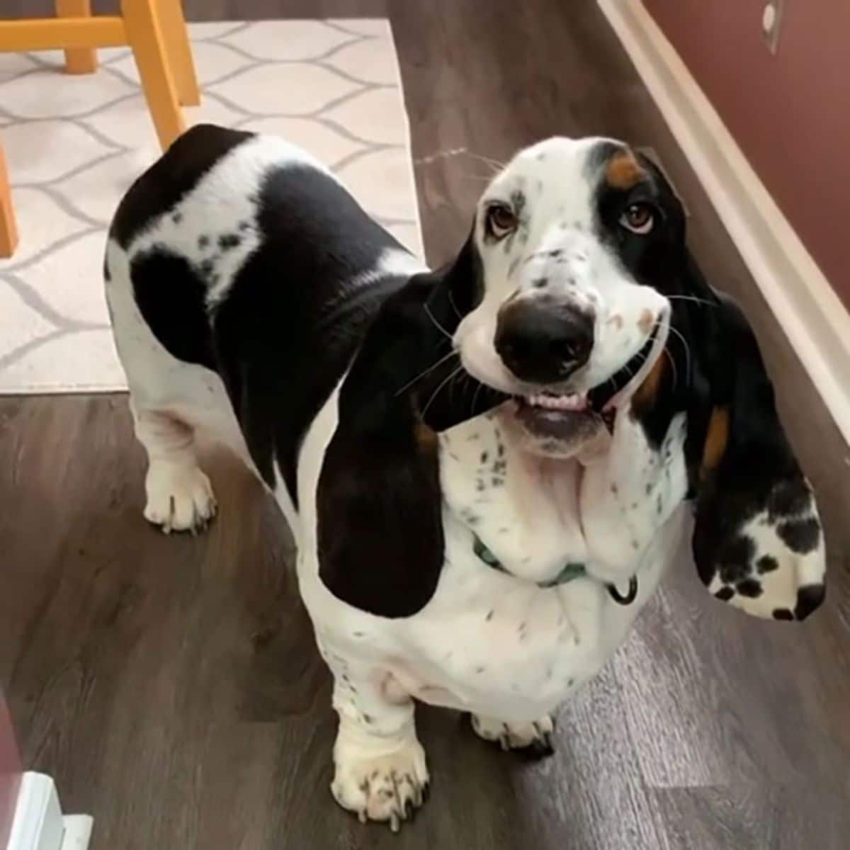 black and white basset hound with a wide smile