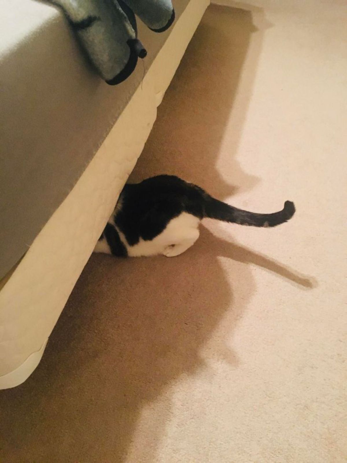 black and white cat hiding under a white and grey sofa with its butt and tail sticking out