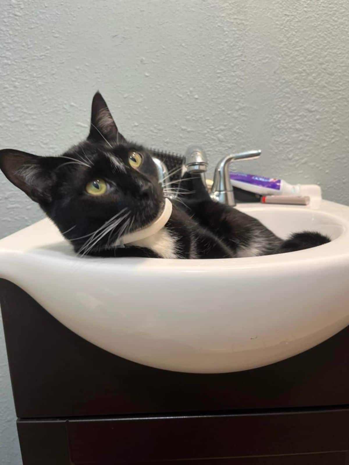 black and white cat laying in a white wash basin