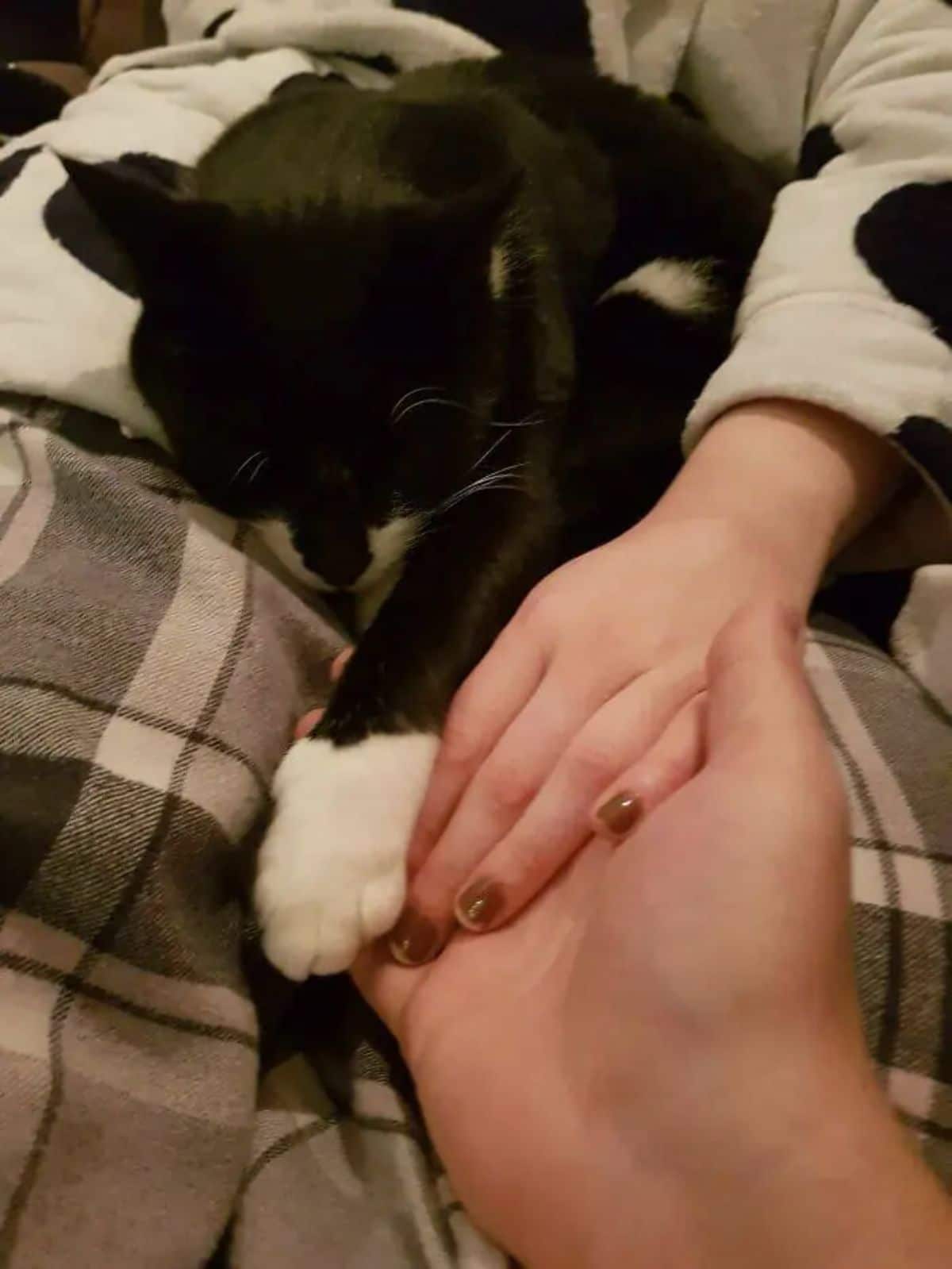 black and white cat laying on a blanket and putting its paw on a someone's hands next to a woman's hands