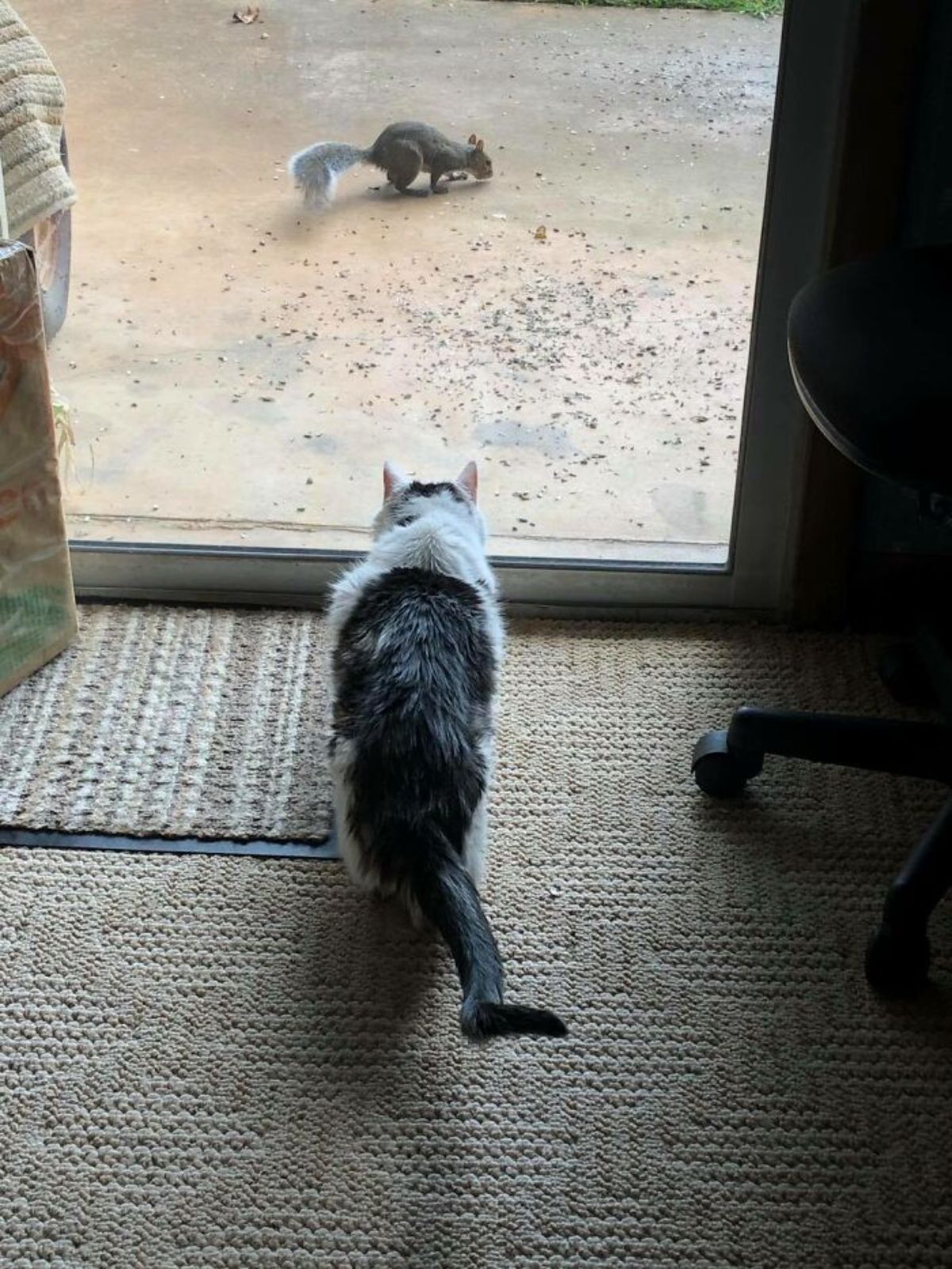 black and white cat standing on a brown rug watching a squirrel eating