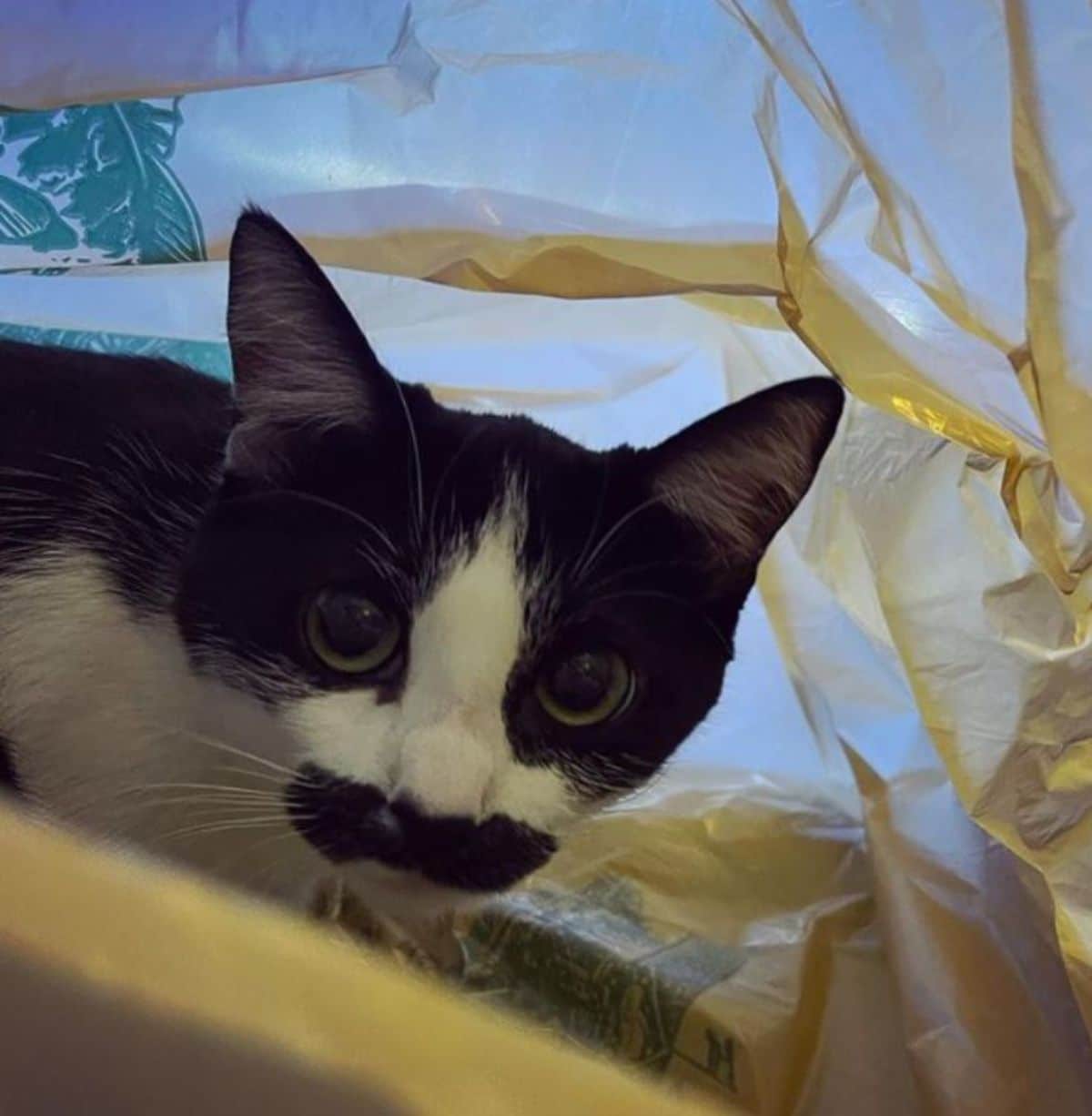 black and white cat with a black moustache inside a plastic bag