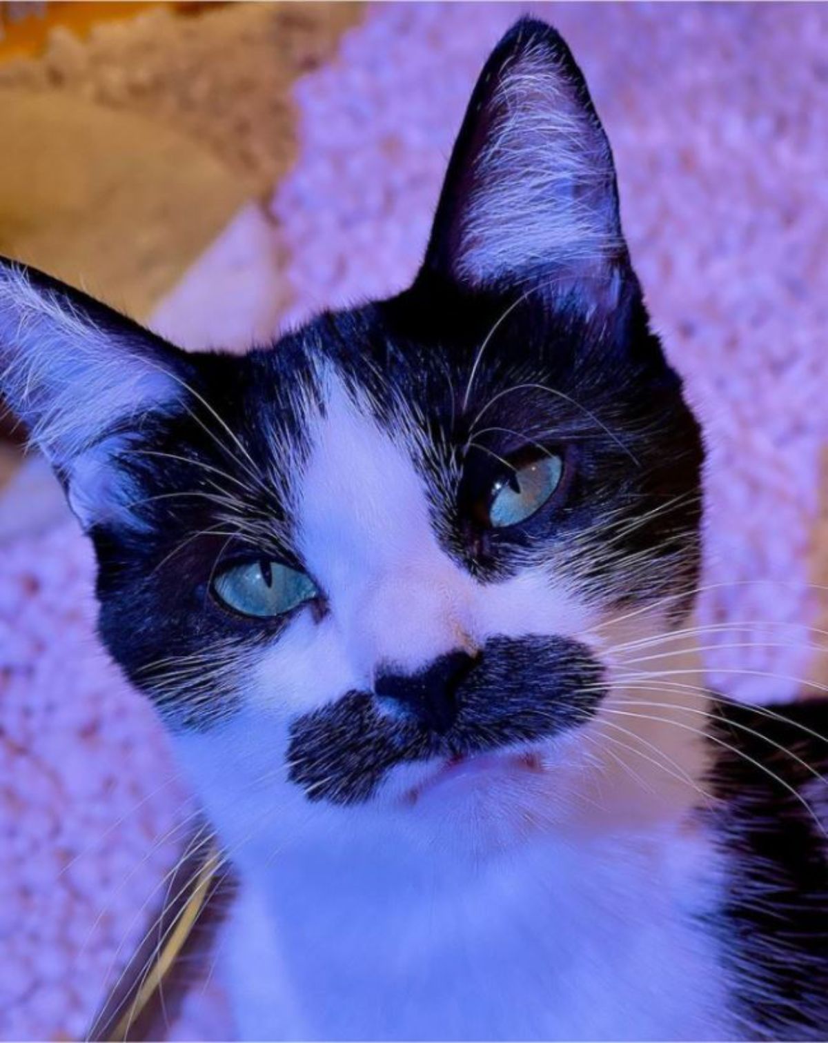black and white cat with a black moustache looking at someone disapprovingly lit by blue light