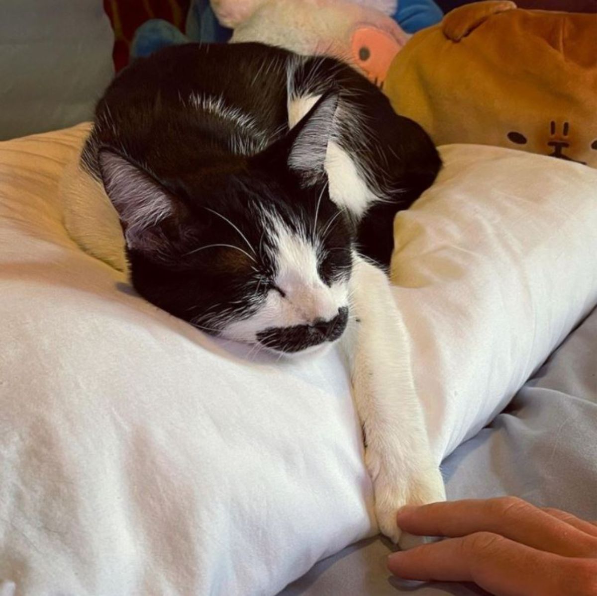 black and white cat with a black moustache sleeping on a white pillow with one front leg extended forwards and someone holding that paw