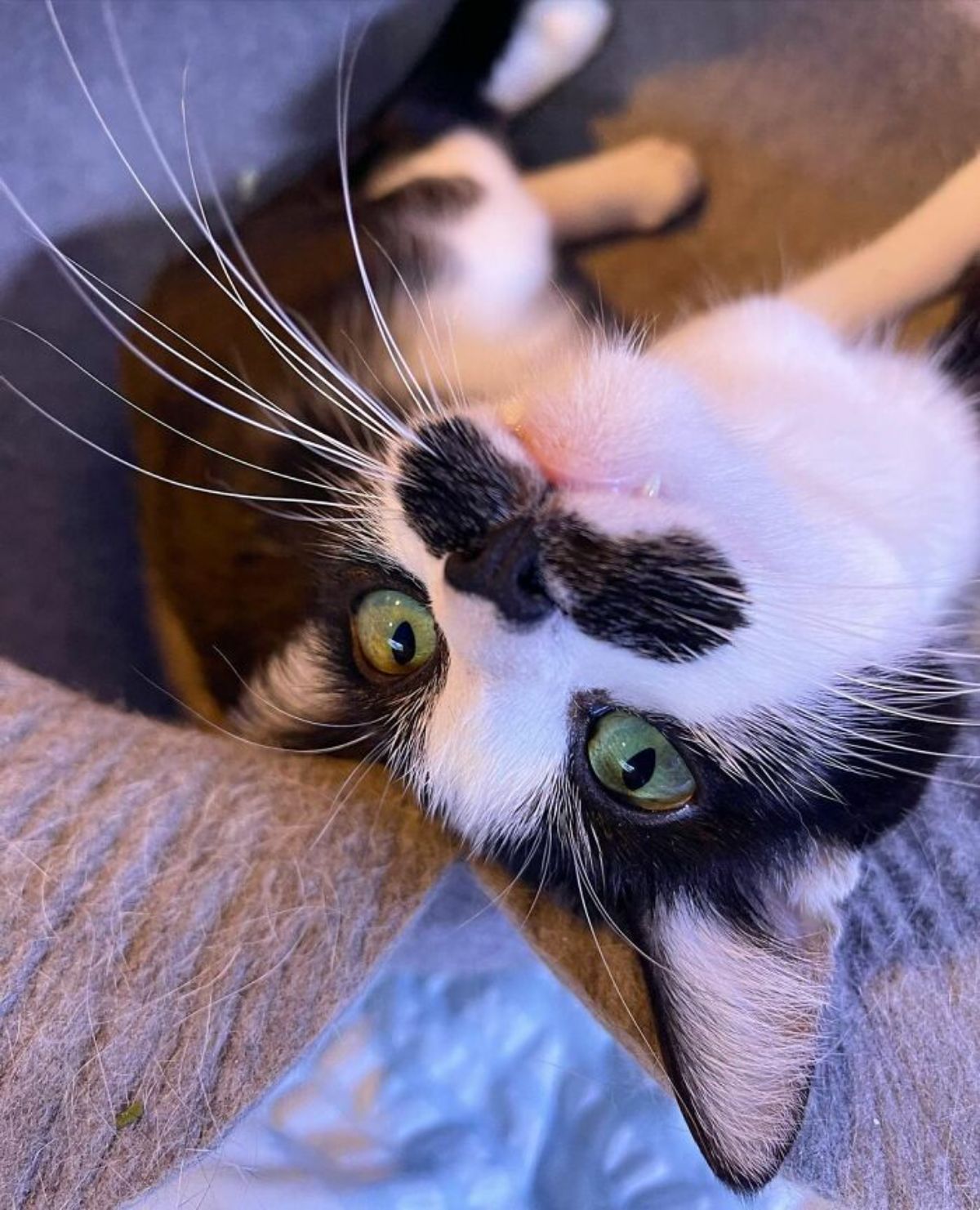 black and white cat with a black moutache laying down looking at the camera upside down