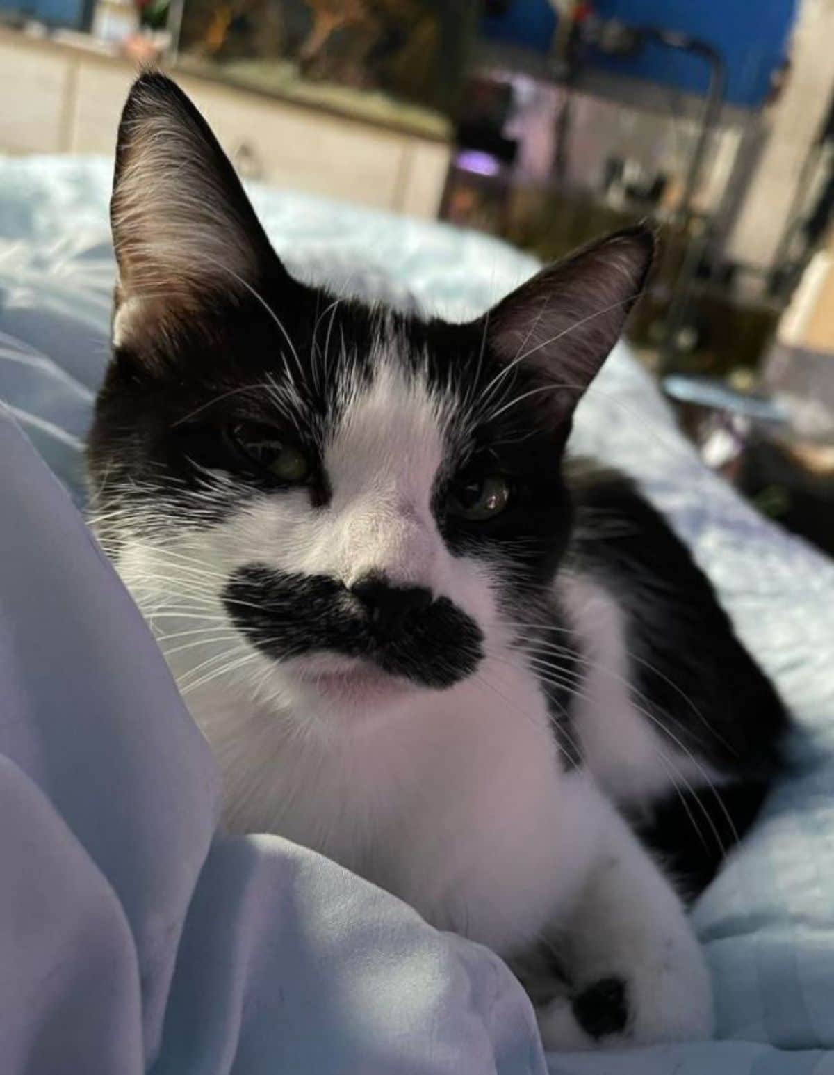 black and white cat with a black moutache laying down on a blue bed