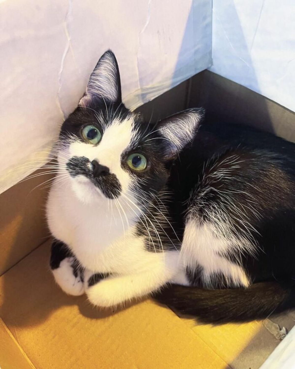 black and white cat with a black moutache laying in a box