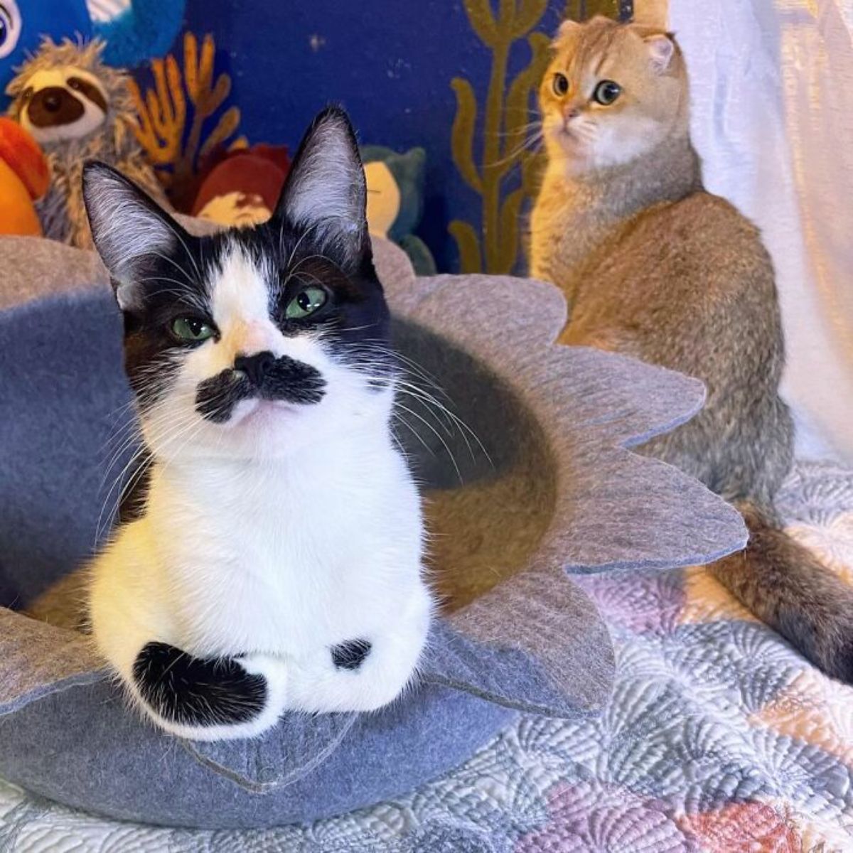 black and white cat with a black moutache laying on a grey surface with a brown cat sitting behind her