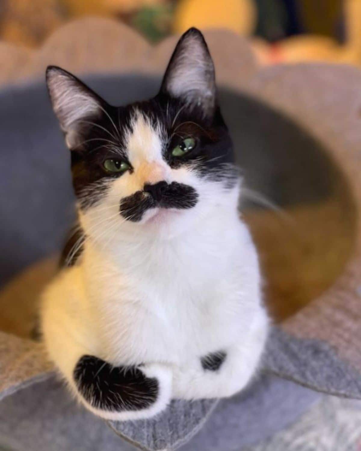 black and white cat with a black moutache laying on a grey surface