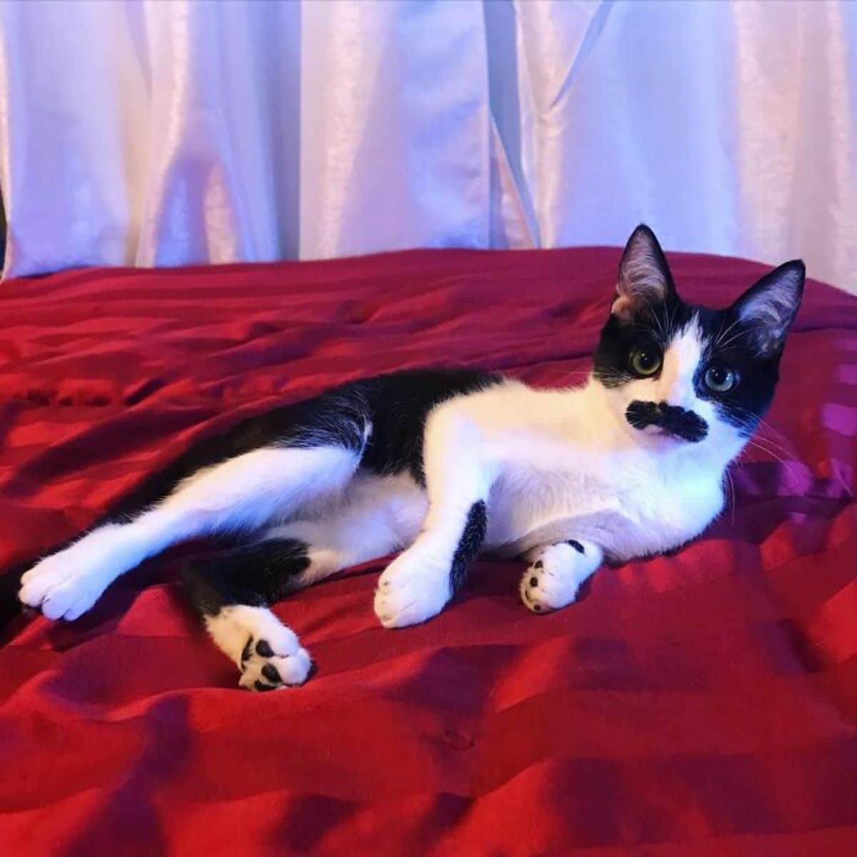 black and white cat with a black moutache laying on a red bed