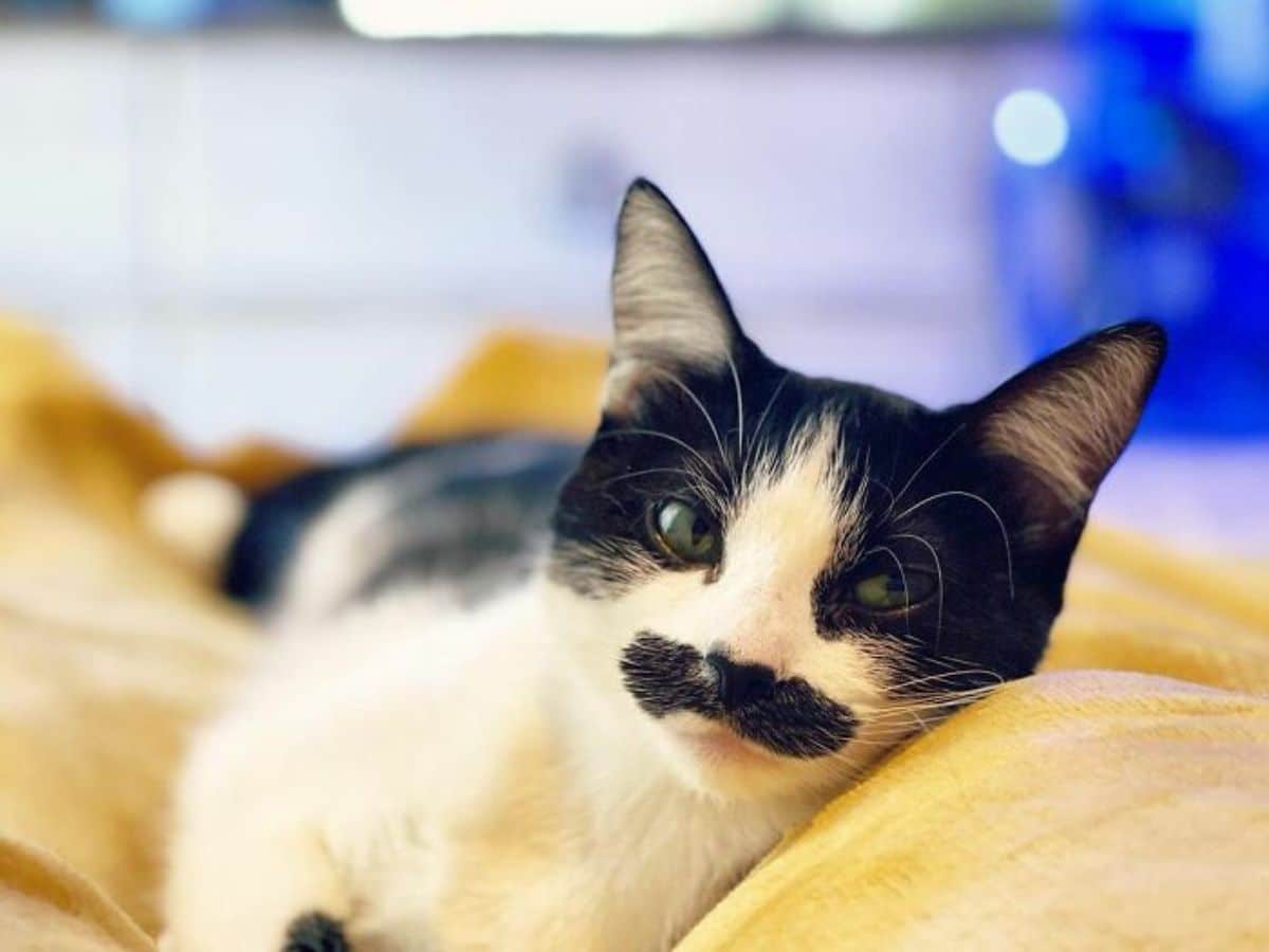 black and white cat with a black moutache laying on something yellow