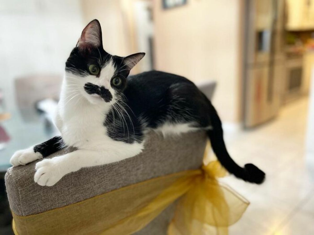 black and white cat with a black moutache laying on the top of a brown dining room chair that has a yellow ribbon tied below the cat