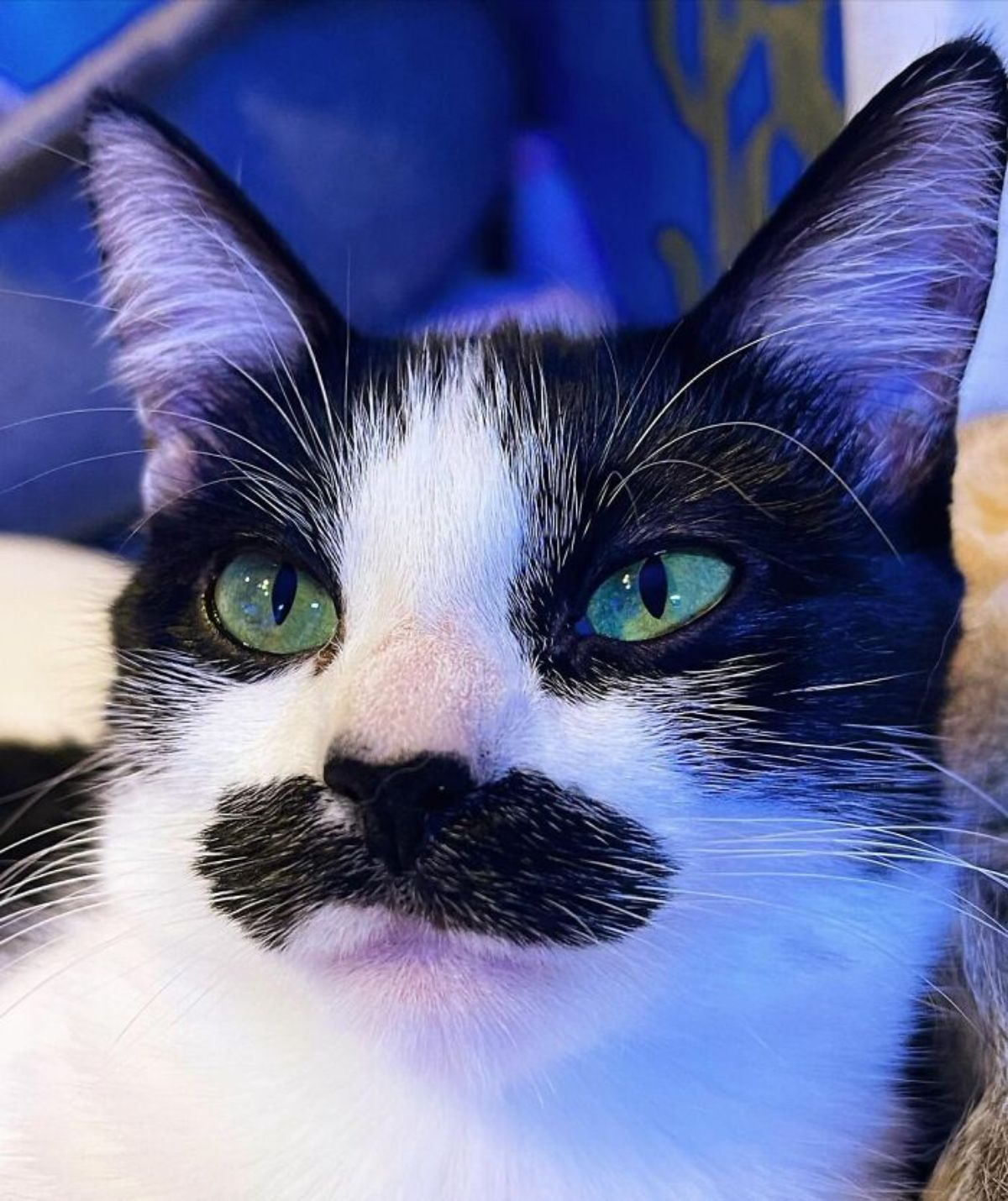 black and white cat with a black moutache looking to the side