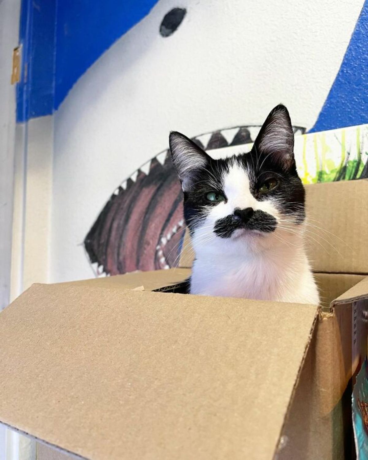 black and white cat with a black moutache sitting in a box