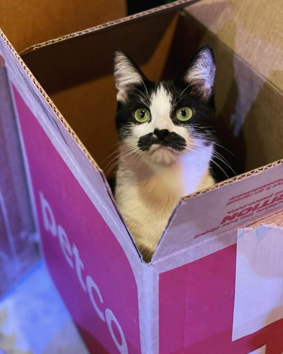 black and white cat with a black moutache sitting in a cardboard box