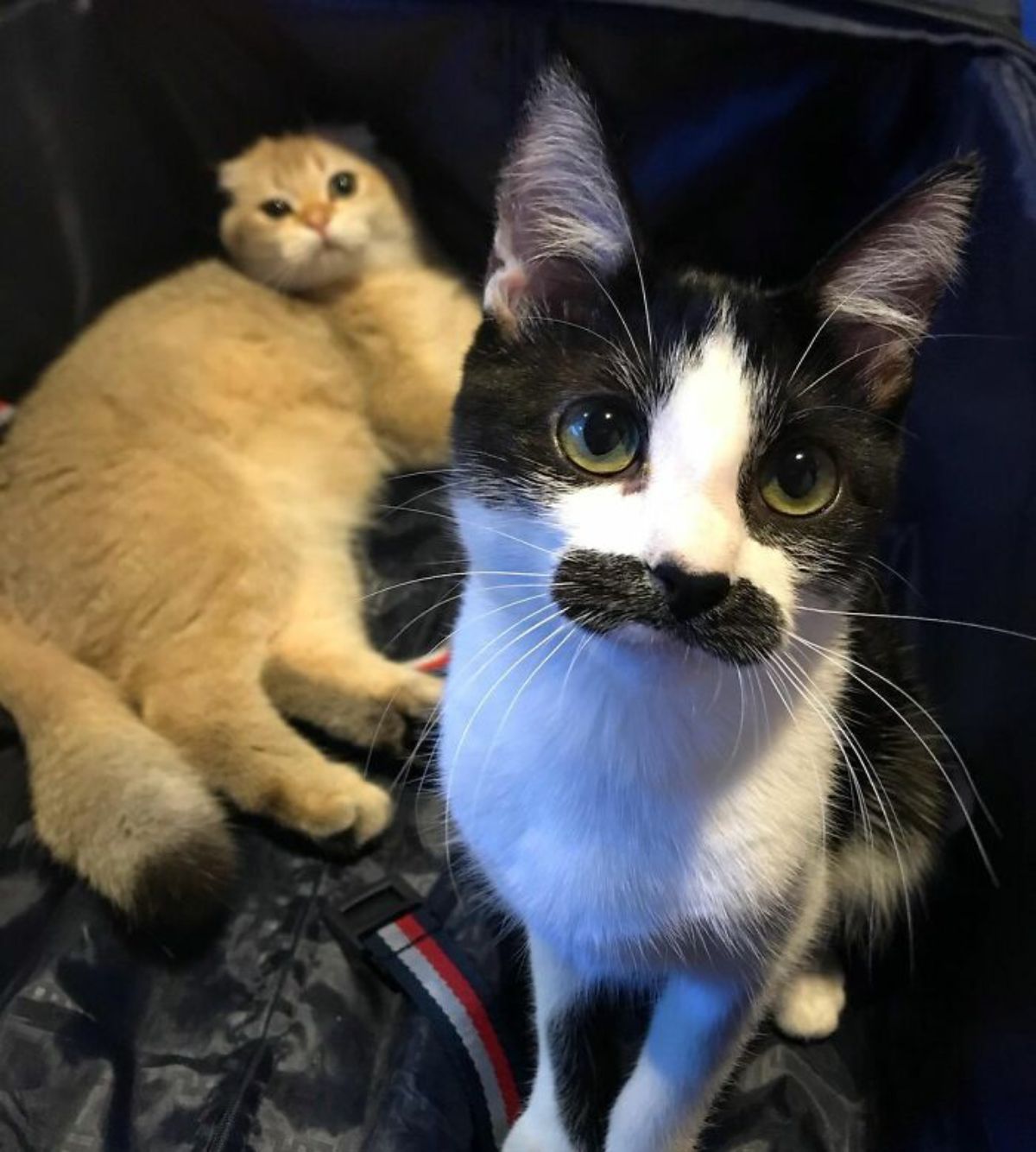 black and white cat with a black moutache sitting with a brown cat sitting behind her