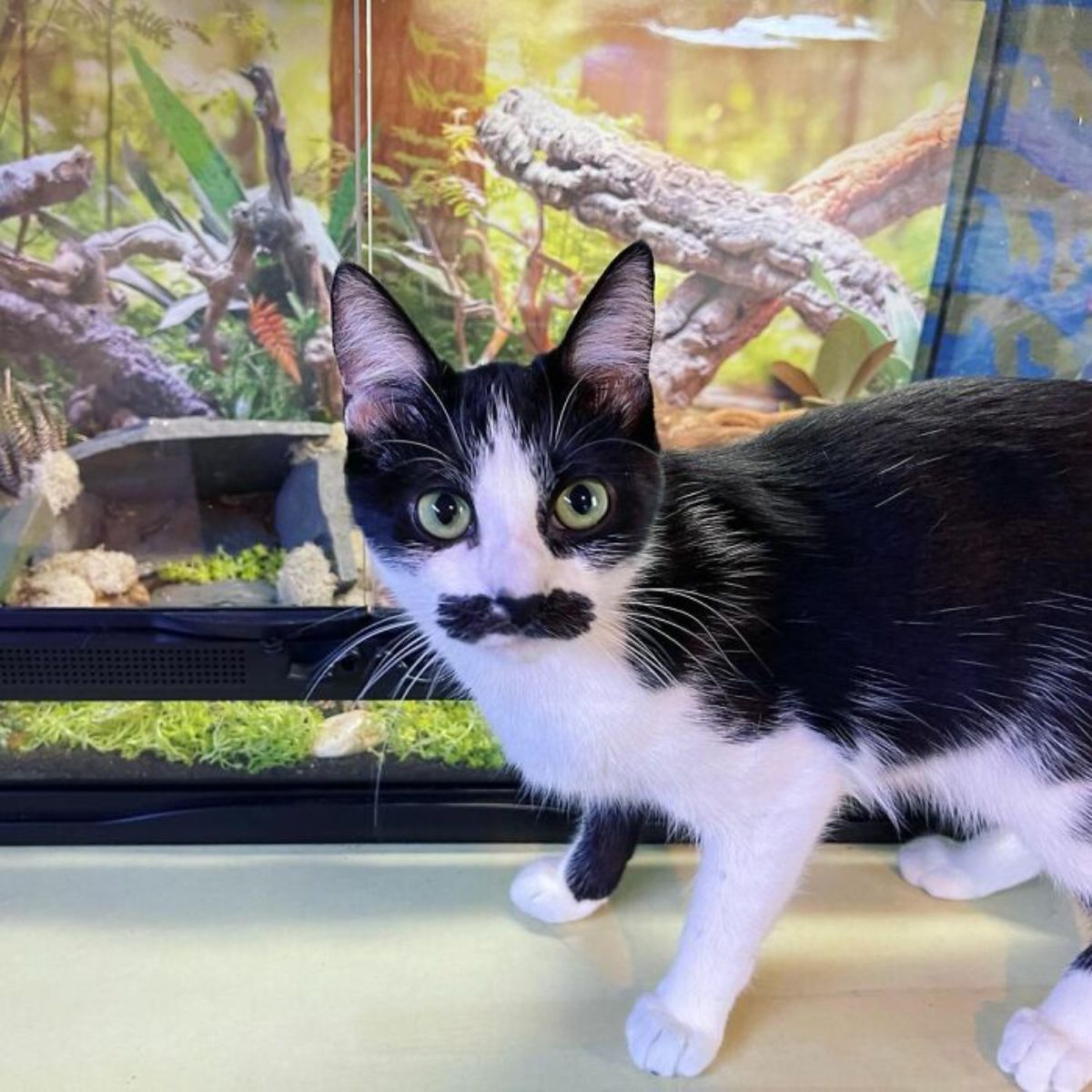 black and white cat with a black moutache standing in front of a tank