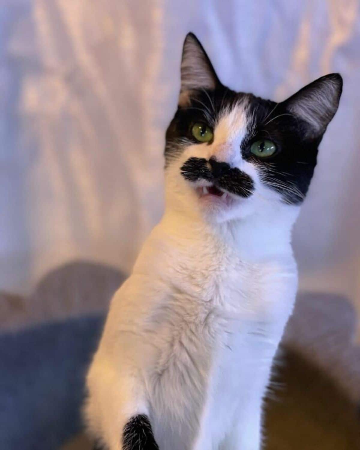 black and white cat with a black moutache