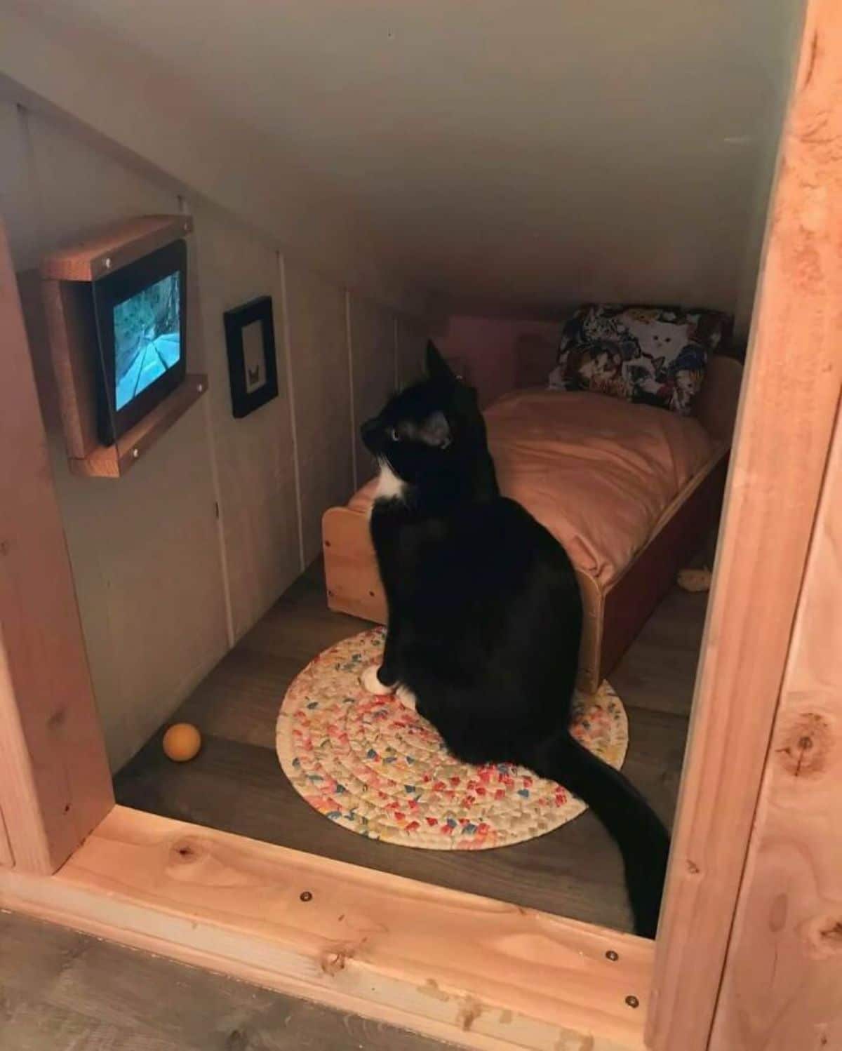 black and white cat with its own room sitting on a rug next to a small bed watching a tablet mounted on the wall