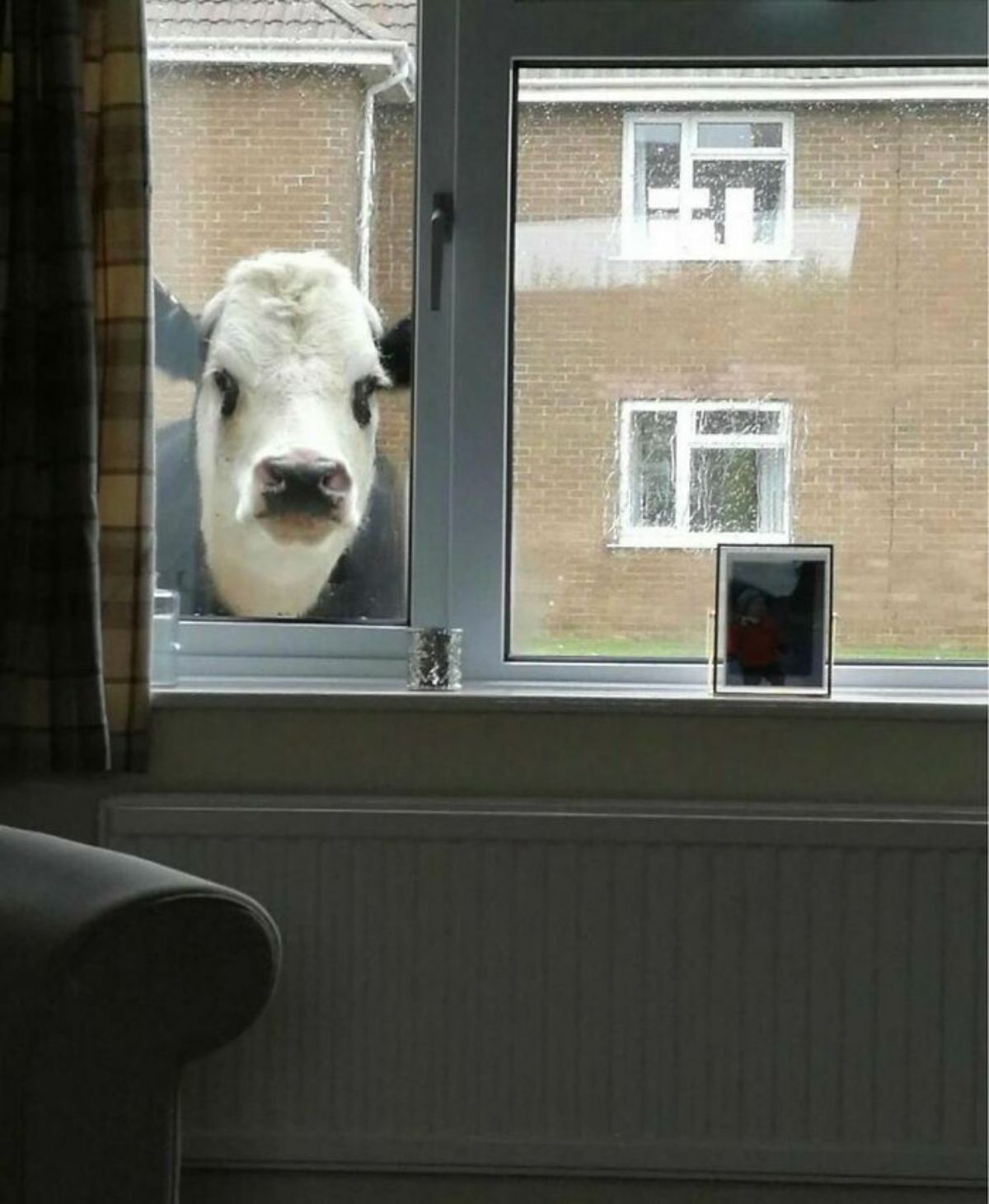 black and white cow looking in through a glass window