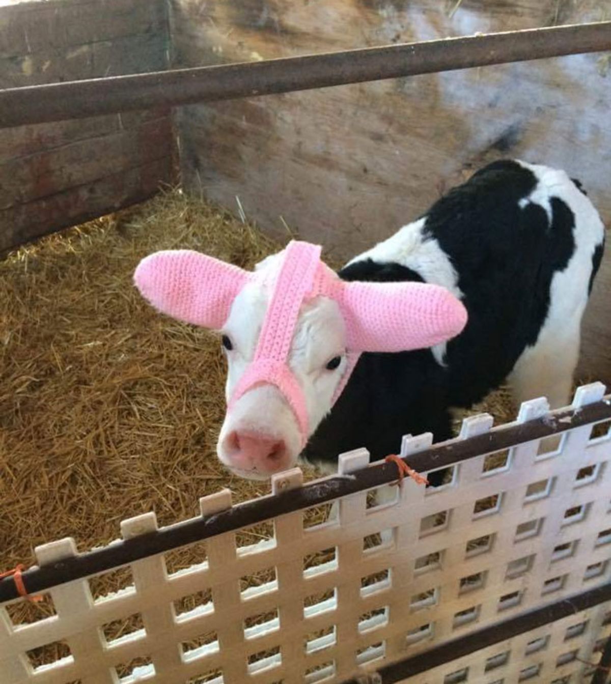 black and white cow standing in hay wearing pink ear muffs