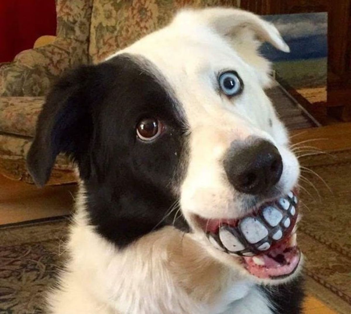black and white dog holding a ball with teeth painted on it