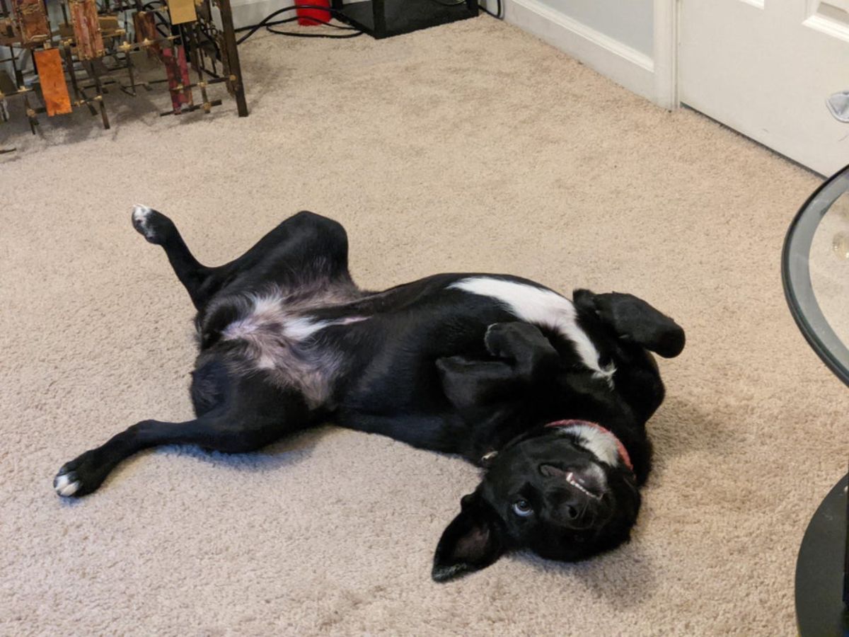 black and white dog laying belly up on a beige carpet