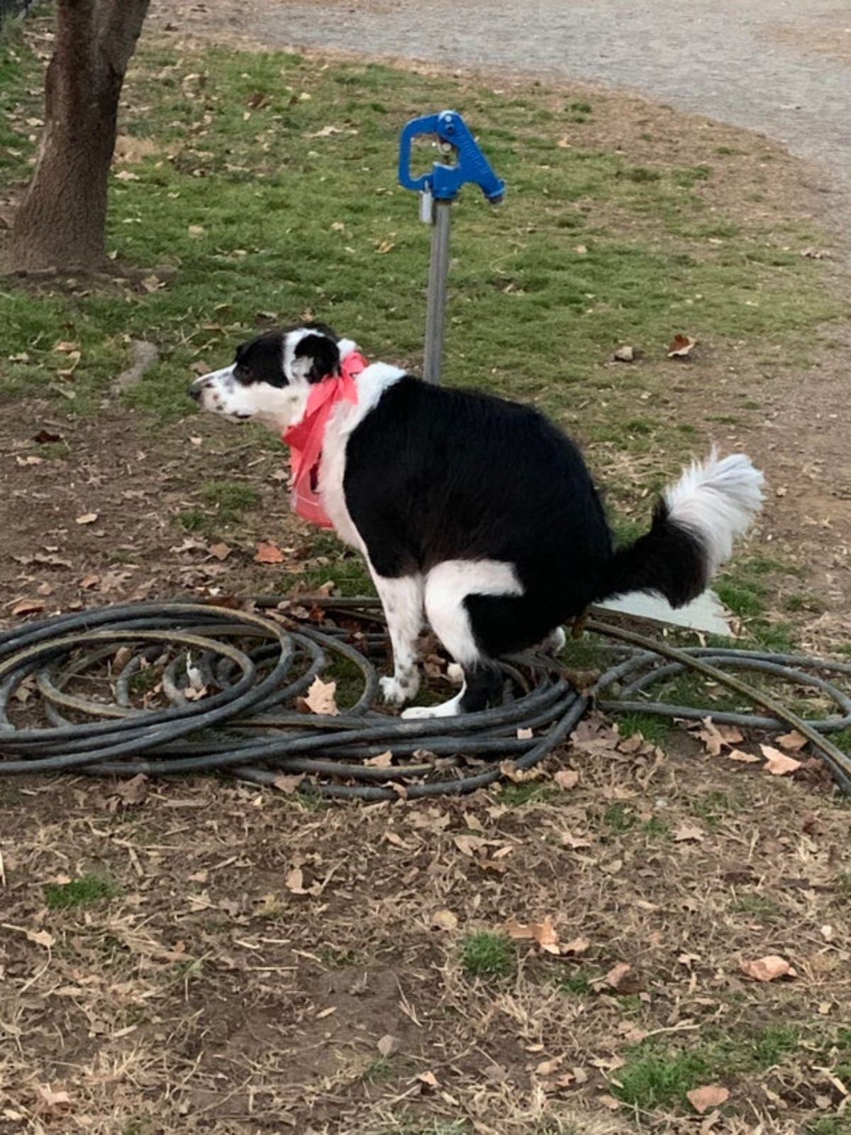 black and white dog pooping on a hose
