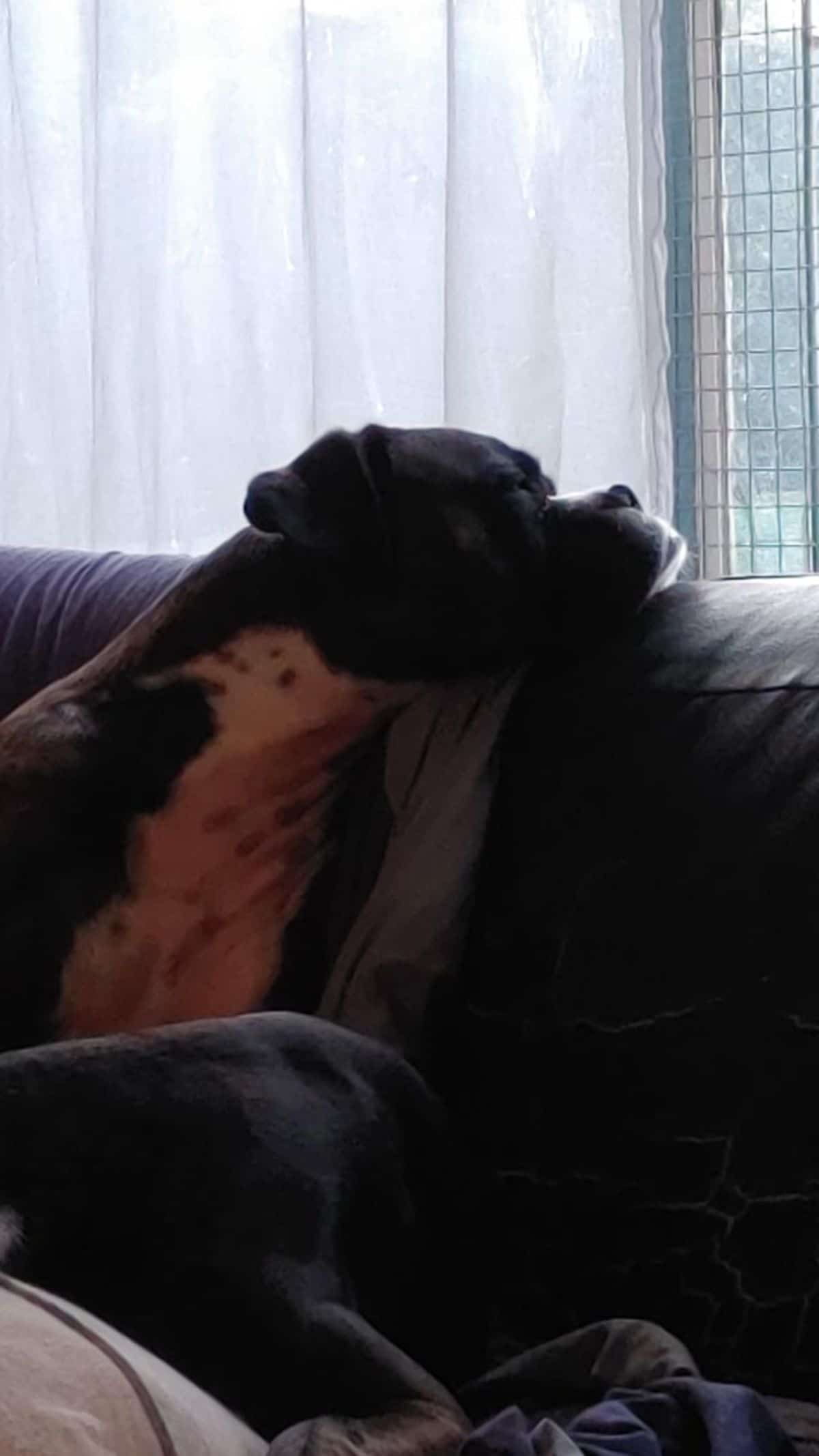 black and white dog sitting on a sofa with the chin resting on the top and looking out the window