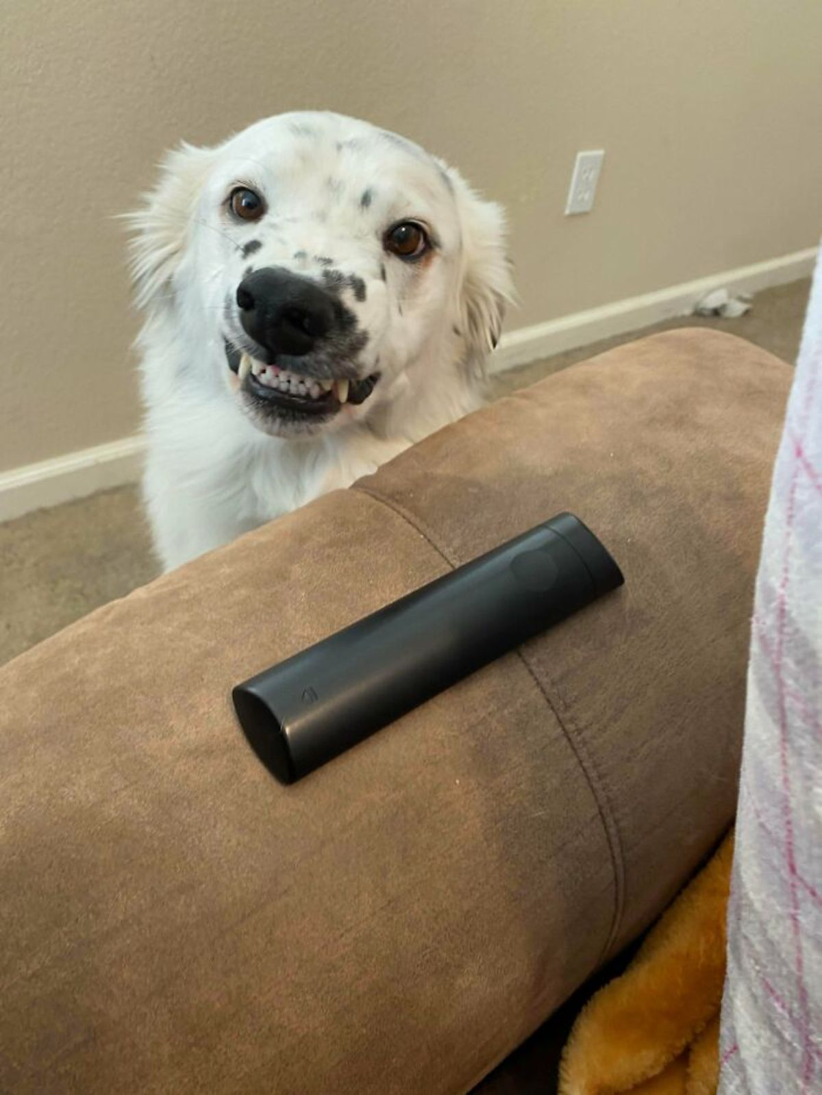 black and white dog sitting with the teeth bared in a smile next to a brown sofa with a black remote on the armrest