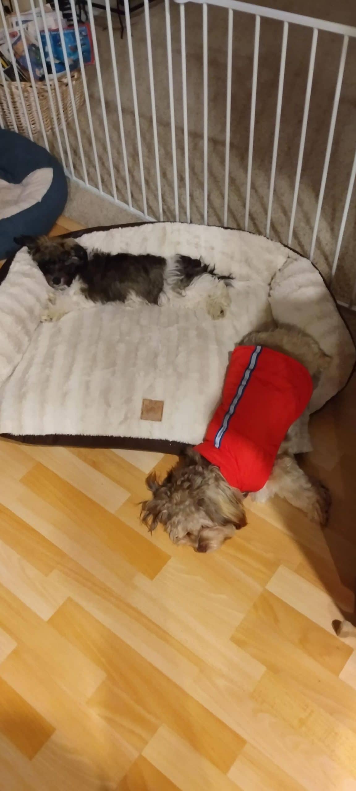 black and white dog sleeping on a white dog bed and a brown dog wearing a red shirt sleeping on the cat bed with the head and the front legs on the floor