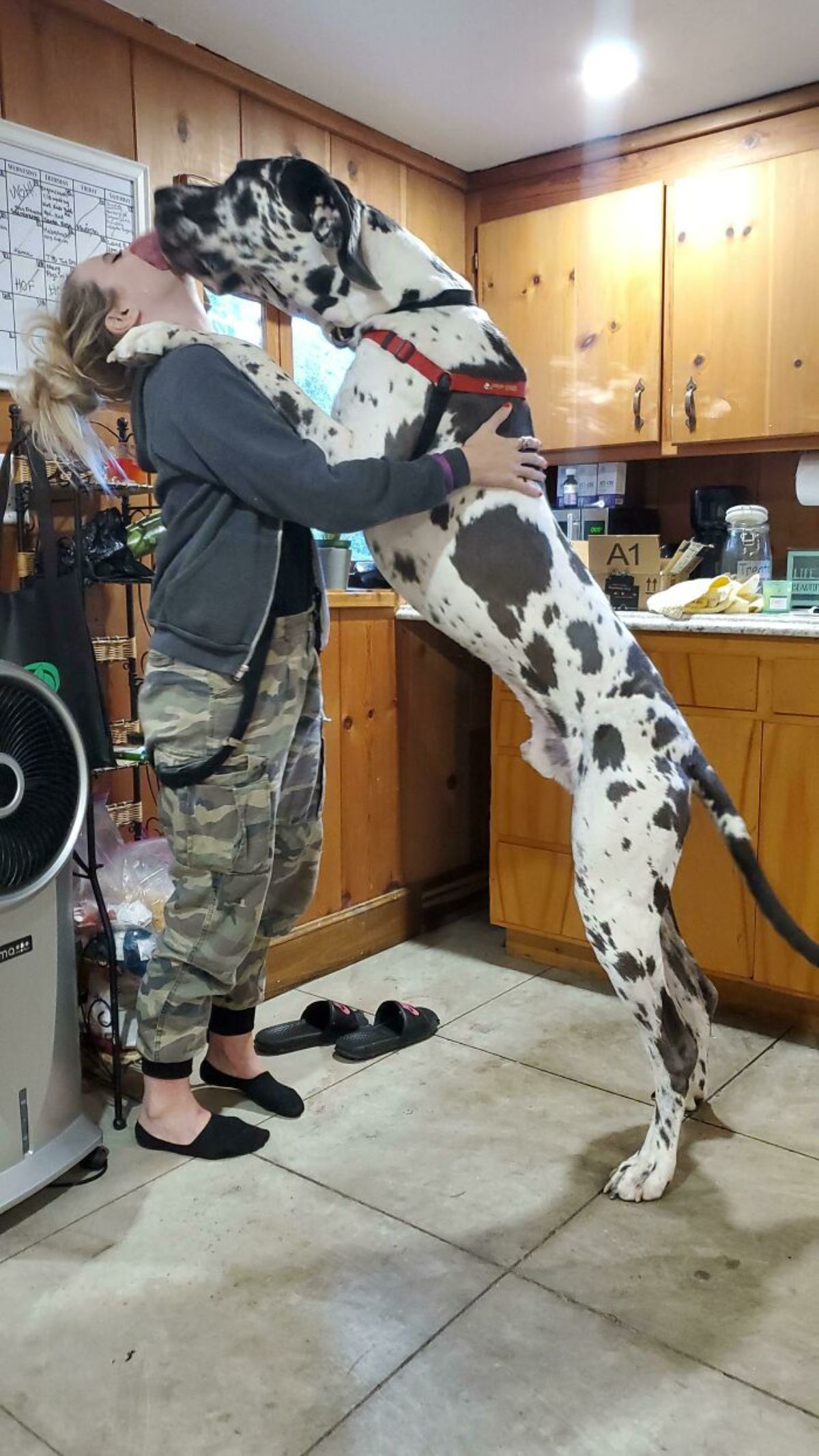black and white dog standing on hind legs with front legs on a woman's shoulders and licking her face