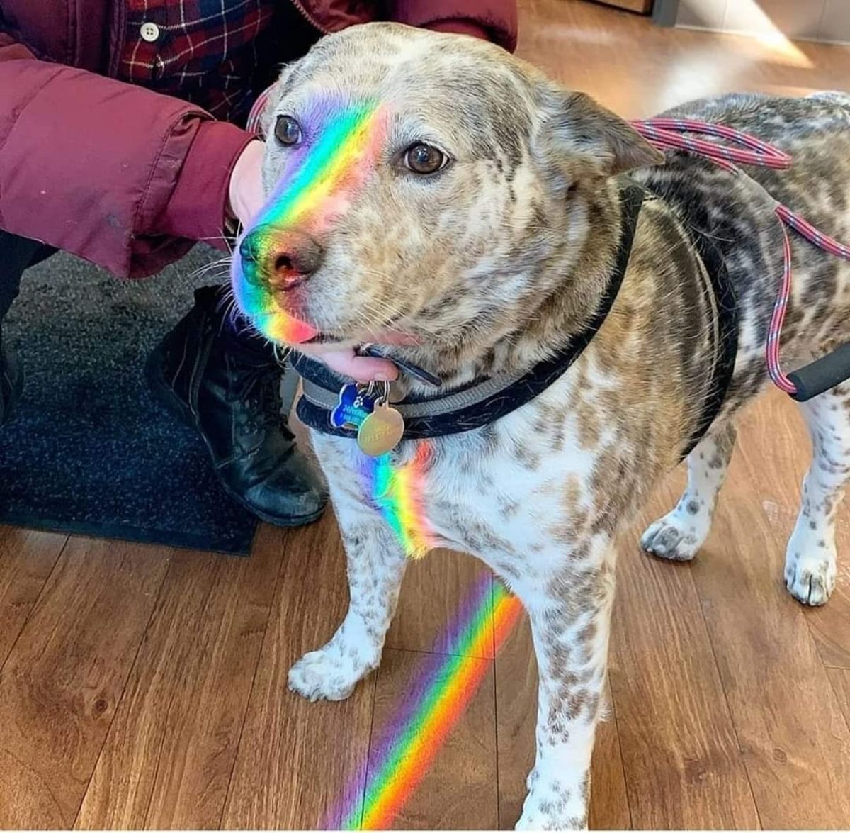 black and white dog standing on wooden floor with a rainbow from a prism is reflected on the middle of the dog's face and chest and on the floor