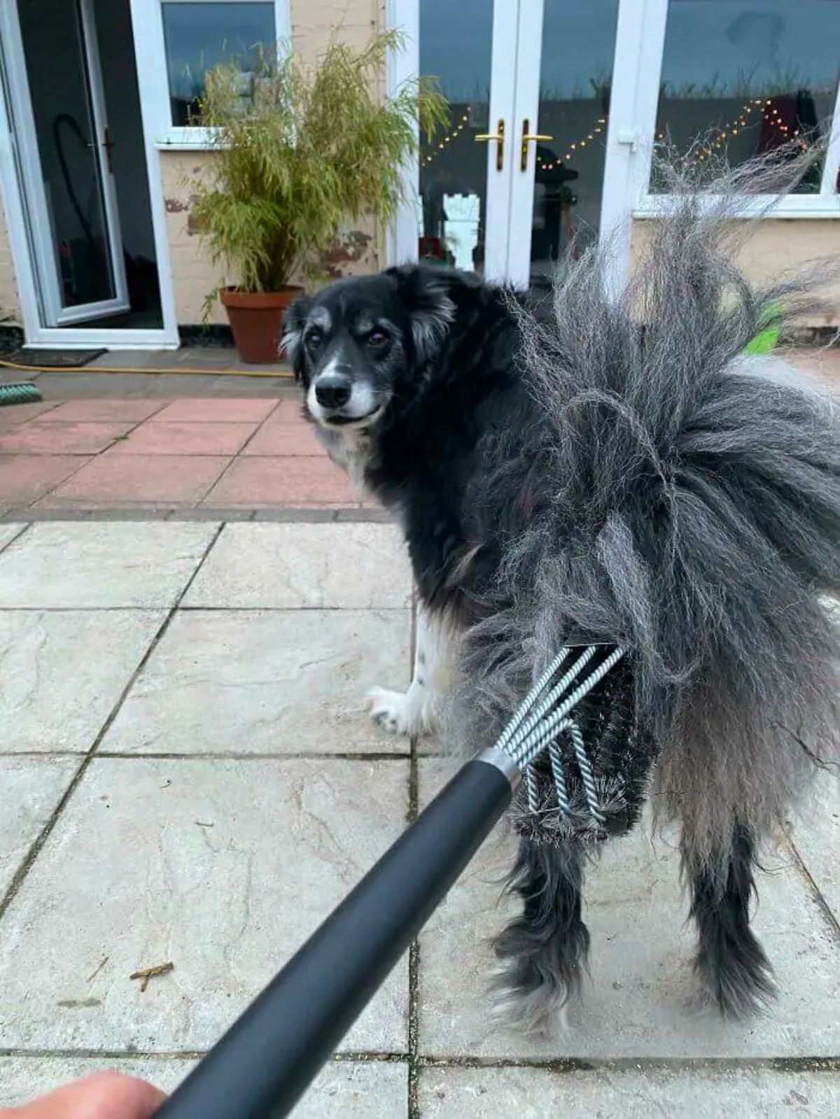 black and white dog with a barbeque brush stuck to its butt