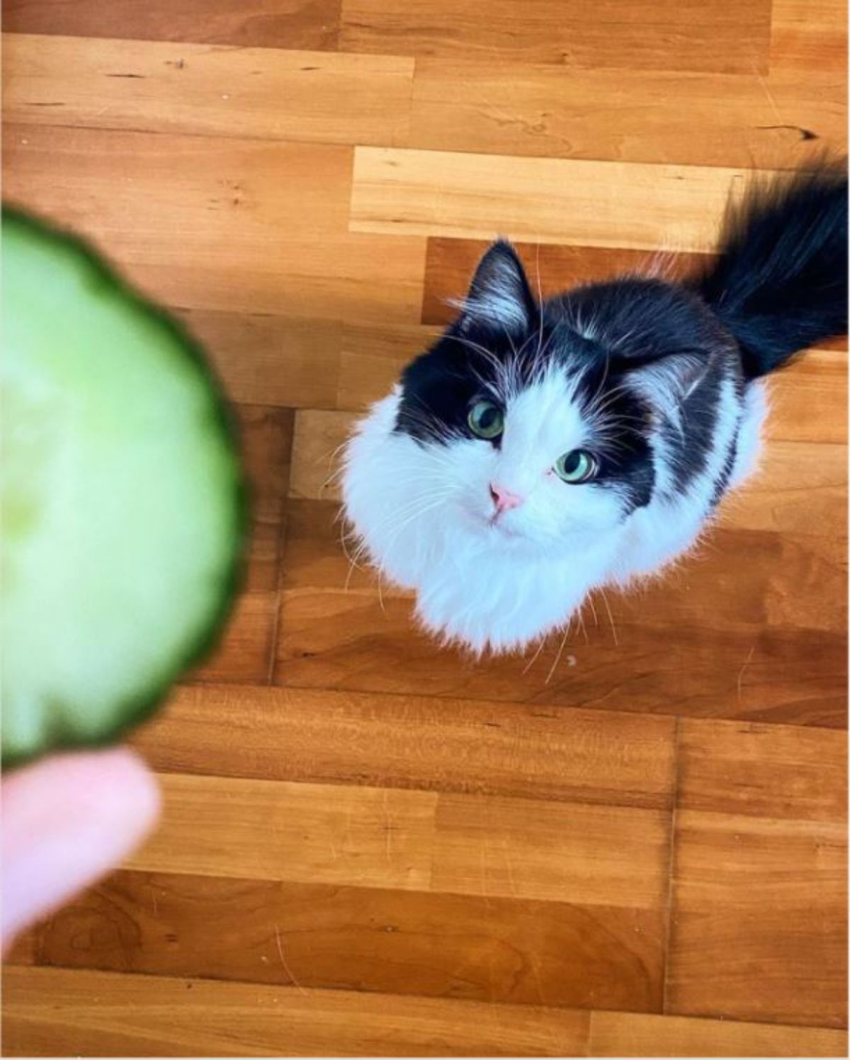 black and white fluffy cat on a wooden floor looking at a cucumber slice held by someone