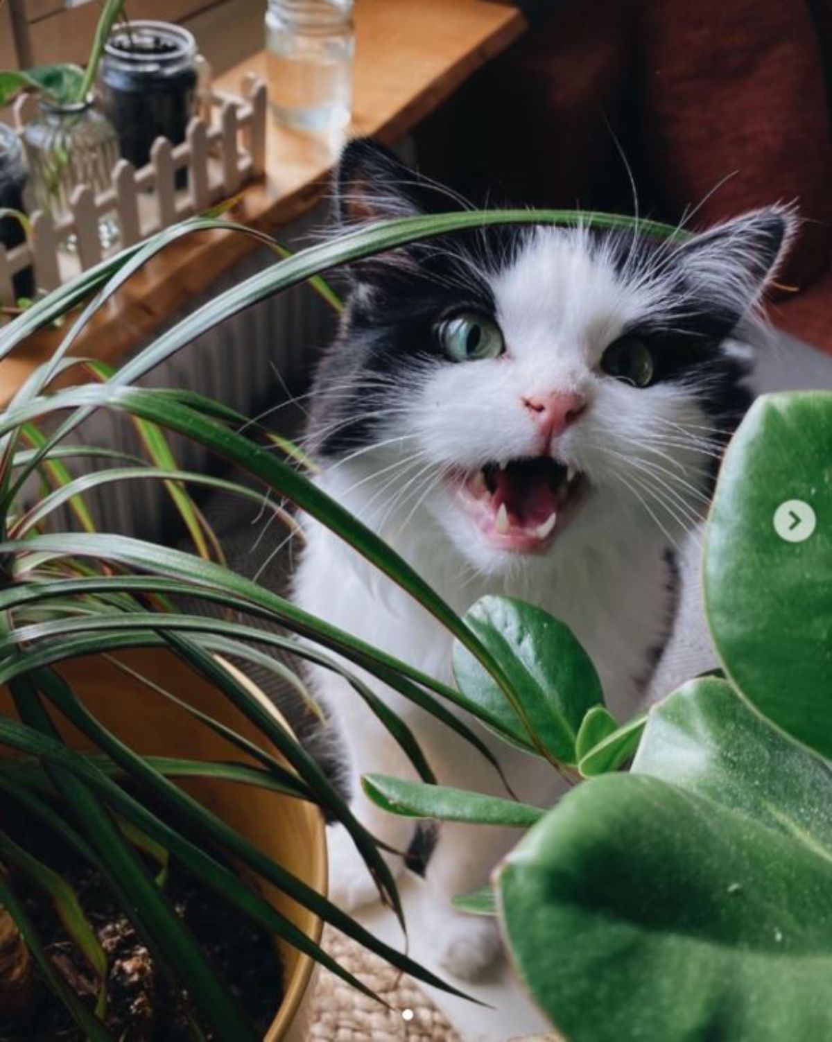 black and white fluffy cat sitting behind plants with the mouth open in a loud meow