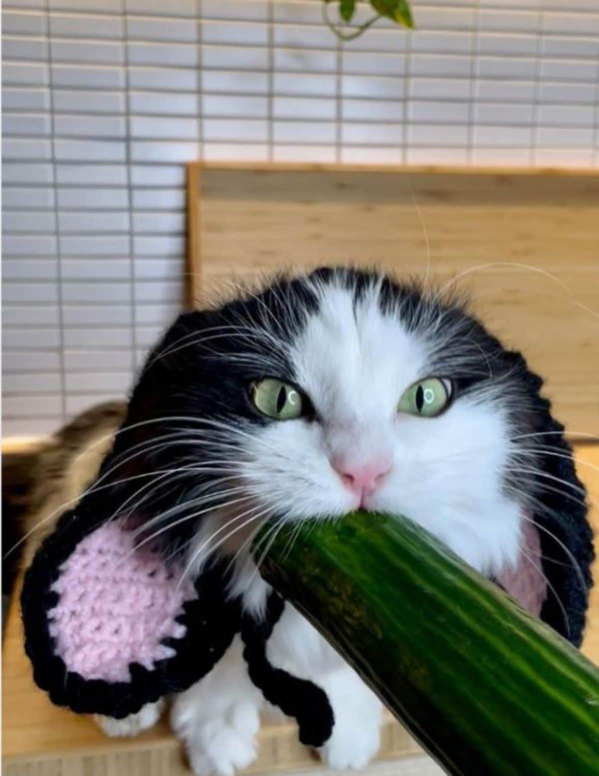 black and white fluffy cat wearing black and pink bunny ears eating a cucumber someone is holding out