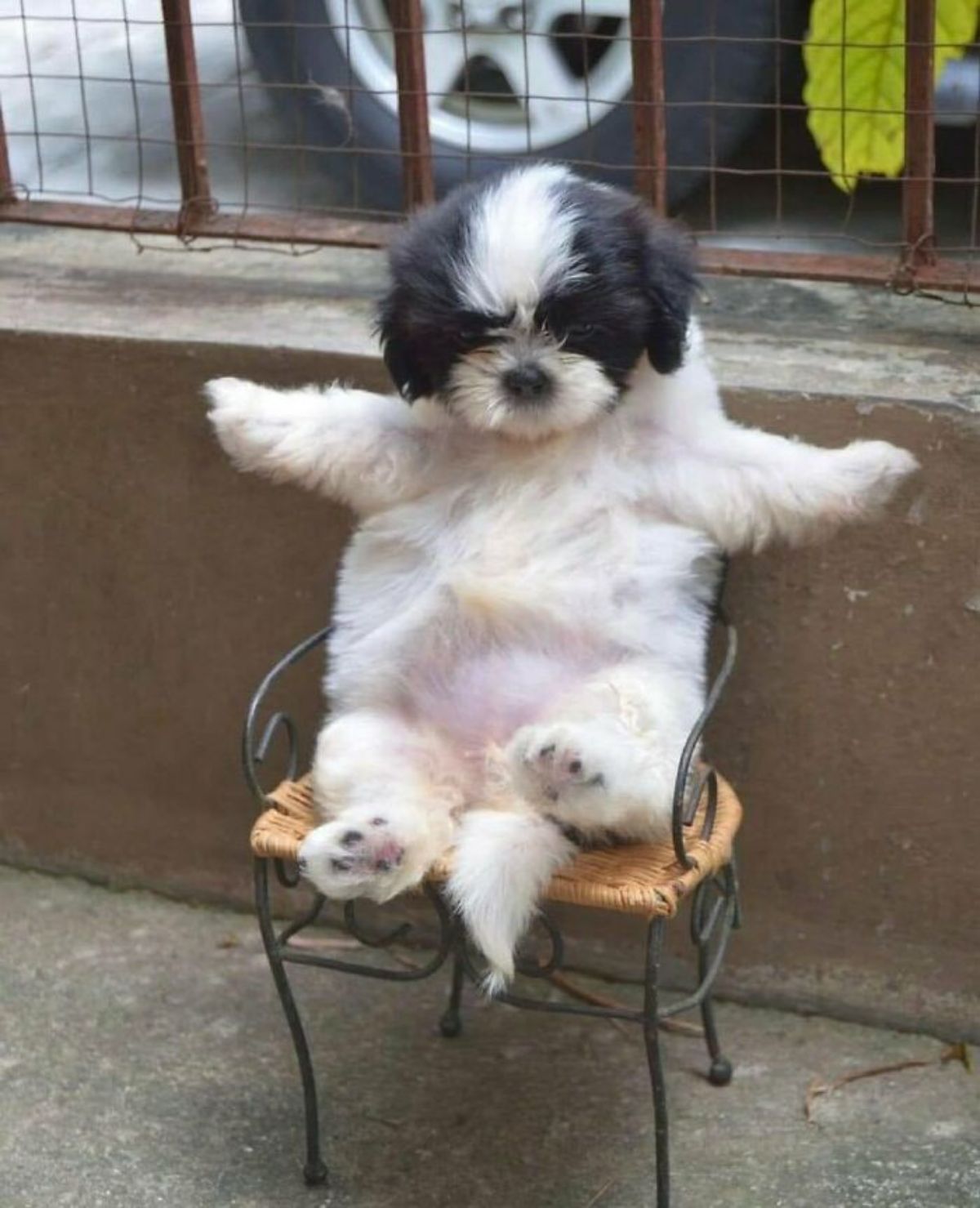 black and white fluffy dog sitting upright on a wicker and metal chair with the two front legs extended out to its sides