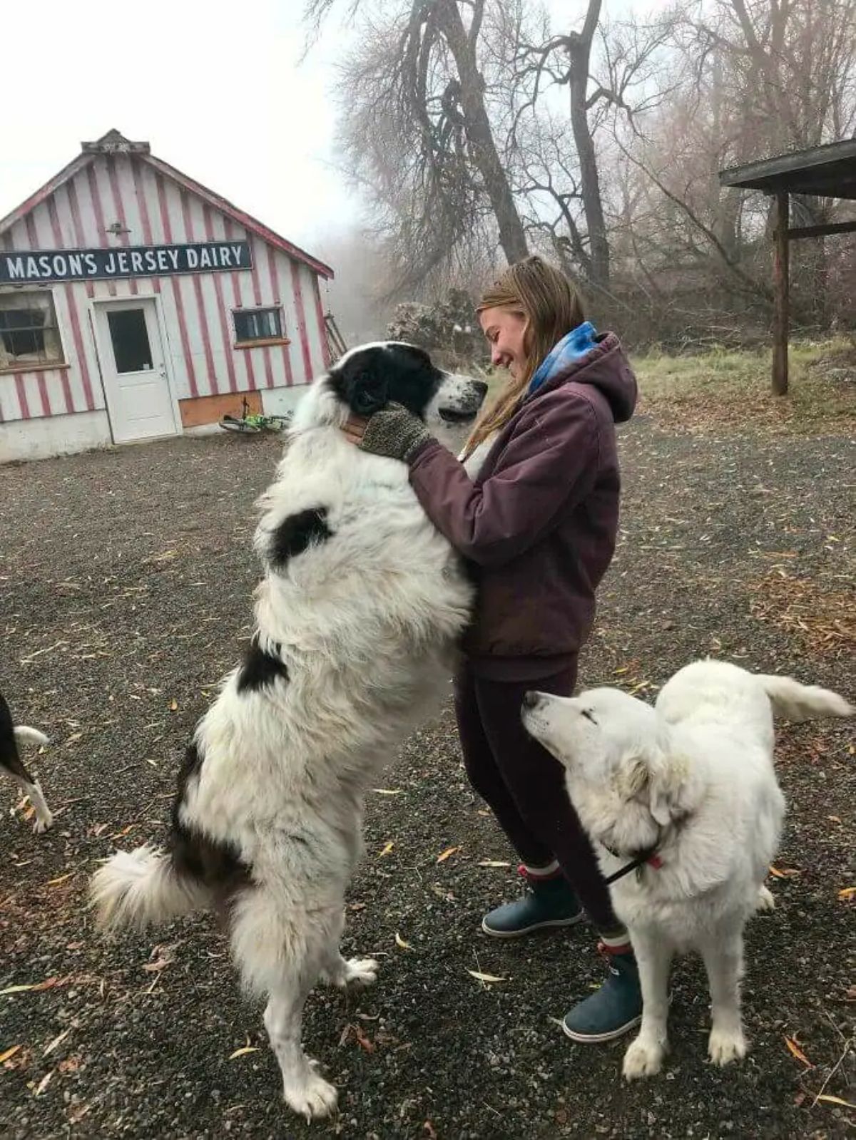 black and white fluffy dog standing on its hind legs looking into a woman's face while a white fluffy dog stands at her feet
