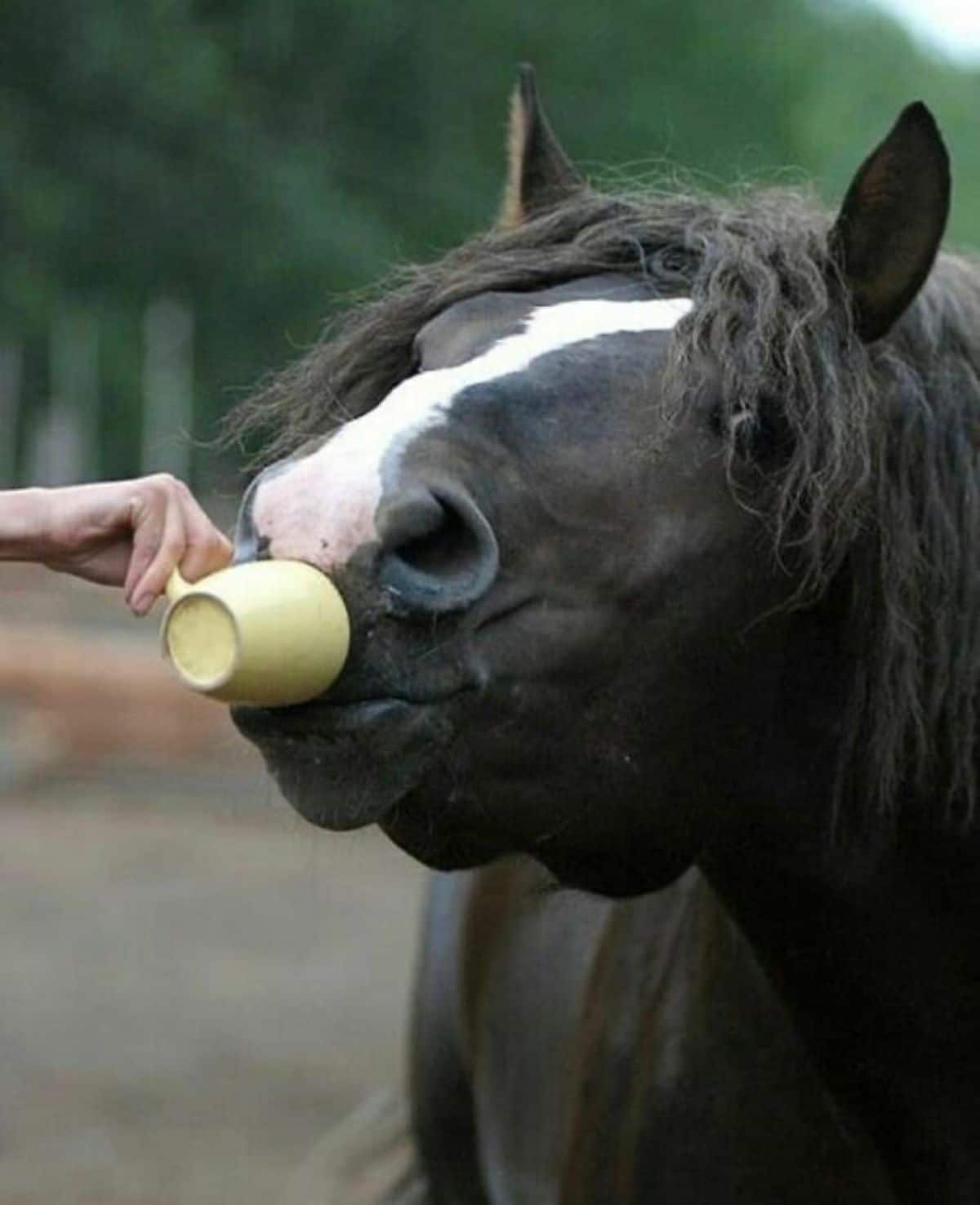 black and white horse drinking out of a yellow mug someone is holding to its mouth