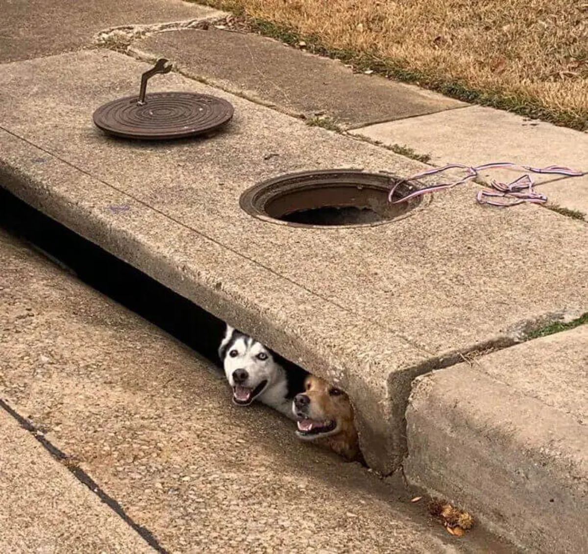 black and white husky and golden retriever looking from under a road inside a storm drain