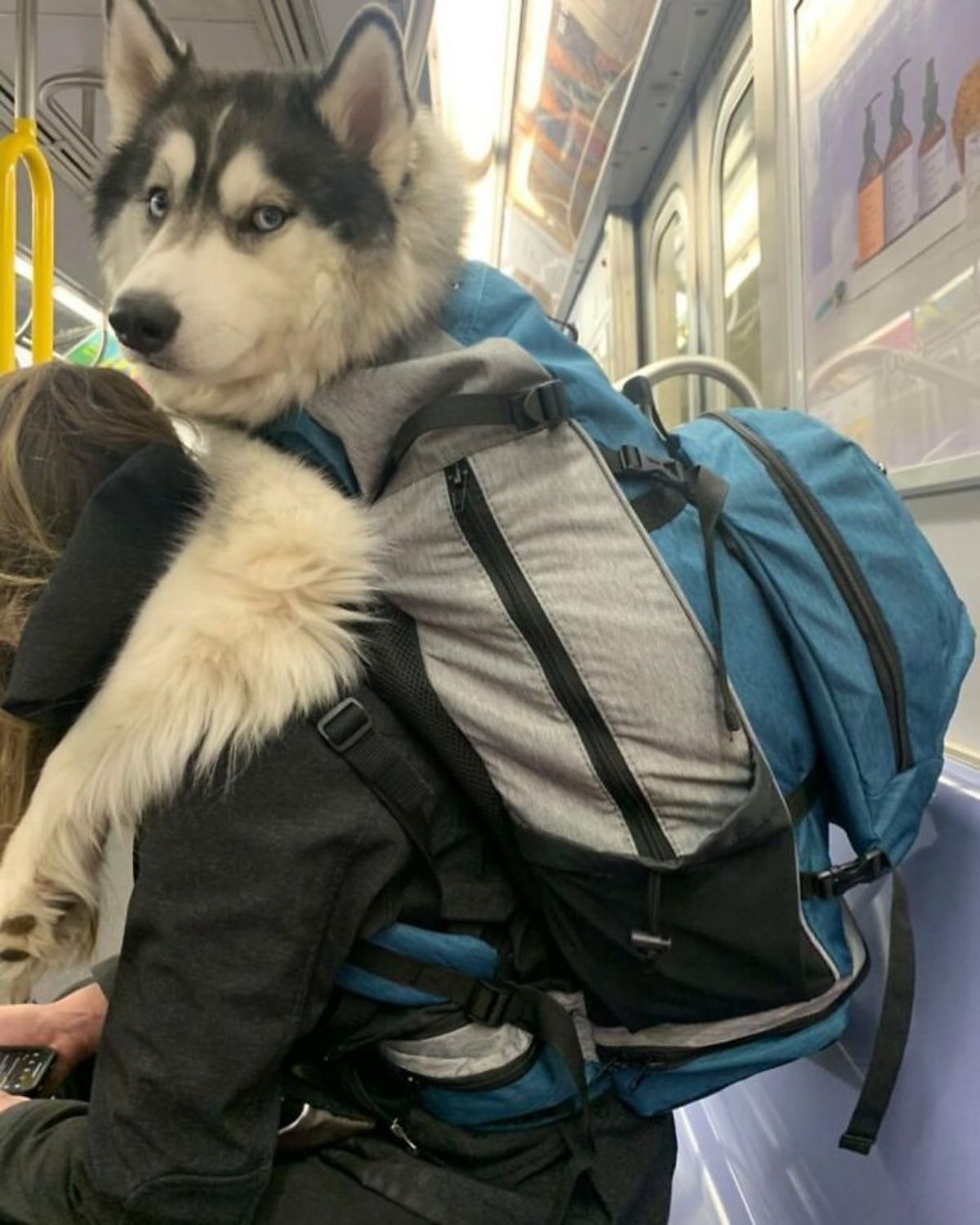 black and white husky in a blue and grey backpack being worn by someone on public transport