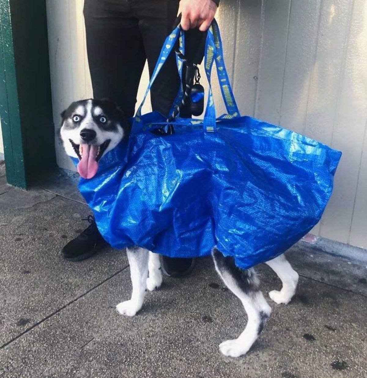 black and white husky standing in a blue ikea bag with its head and four legs sticking out