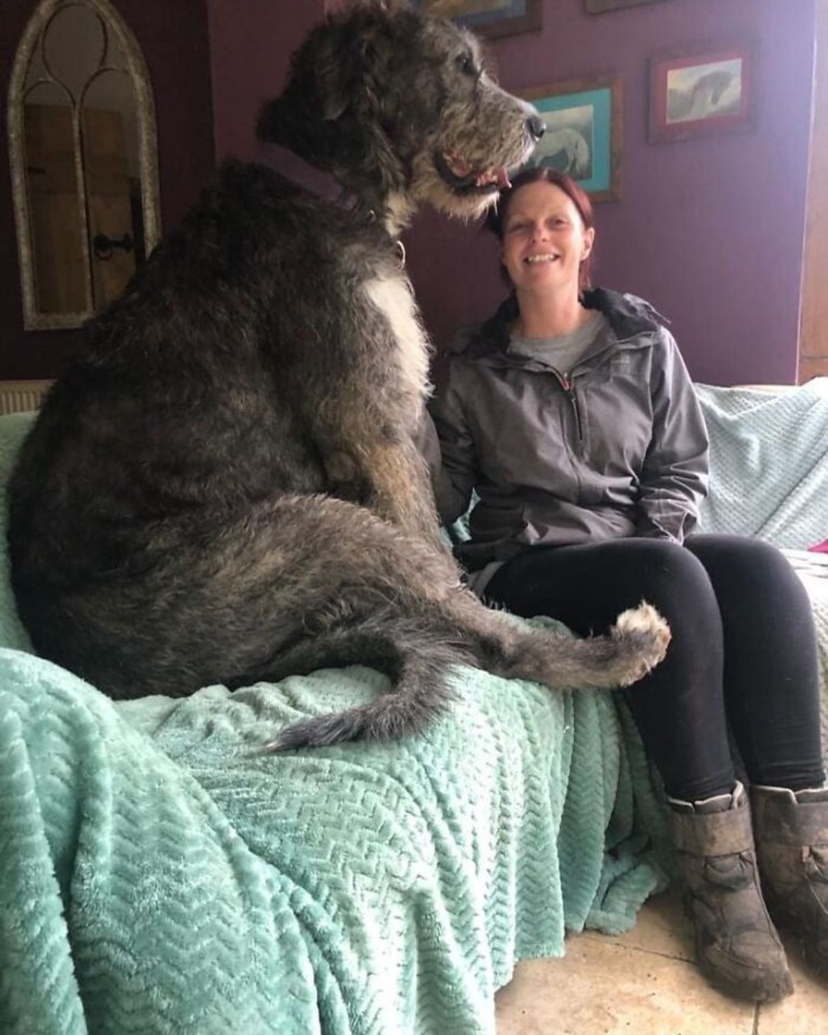 black and white irish wolfhound sitting on a couch next to a woman