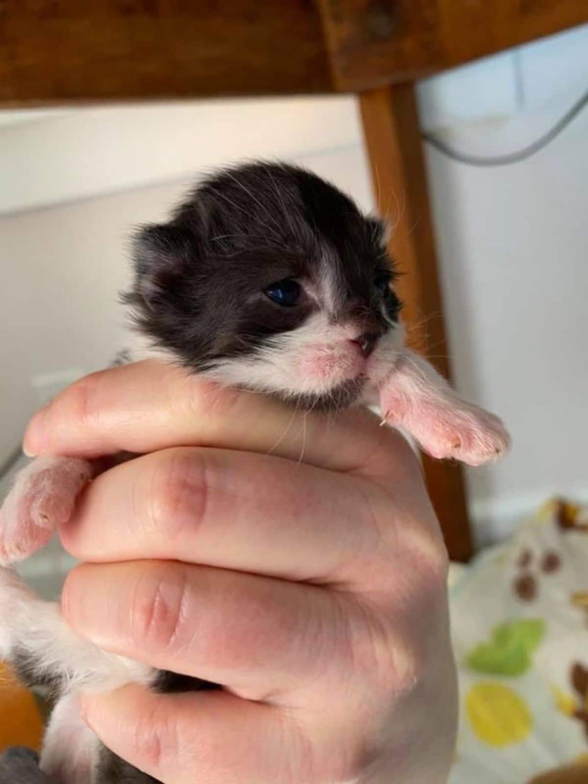 black and white kitten being held in someone's hand