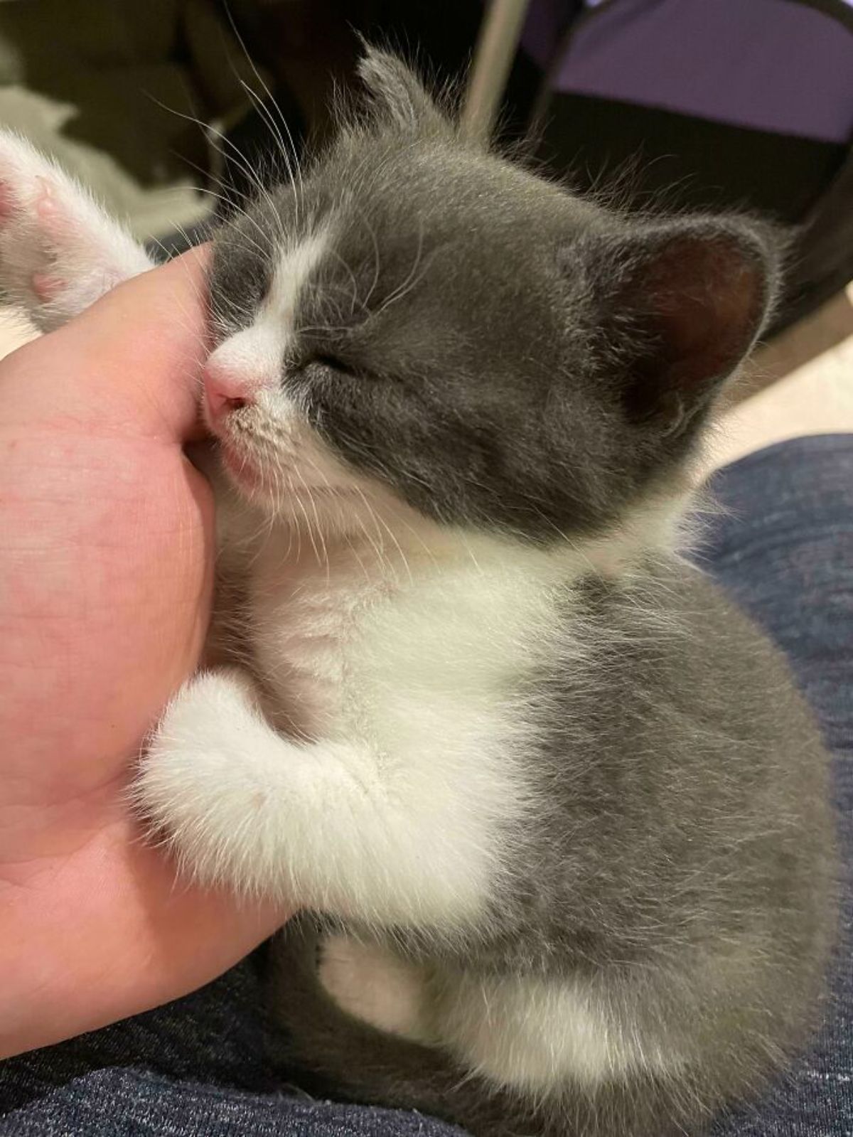 black and white kitten fallen asleep on someone's hand